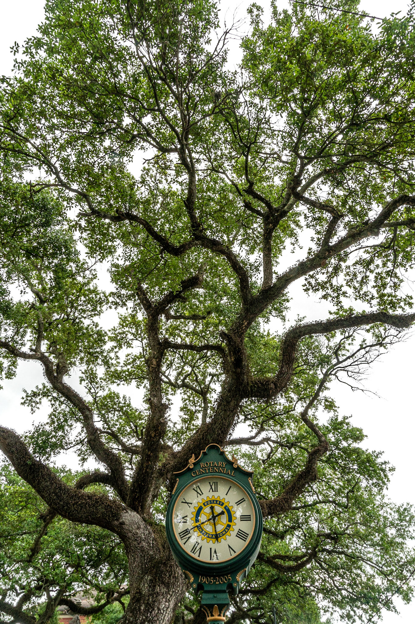 Opelousas LA