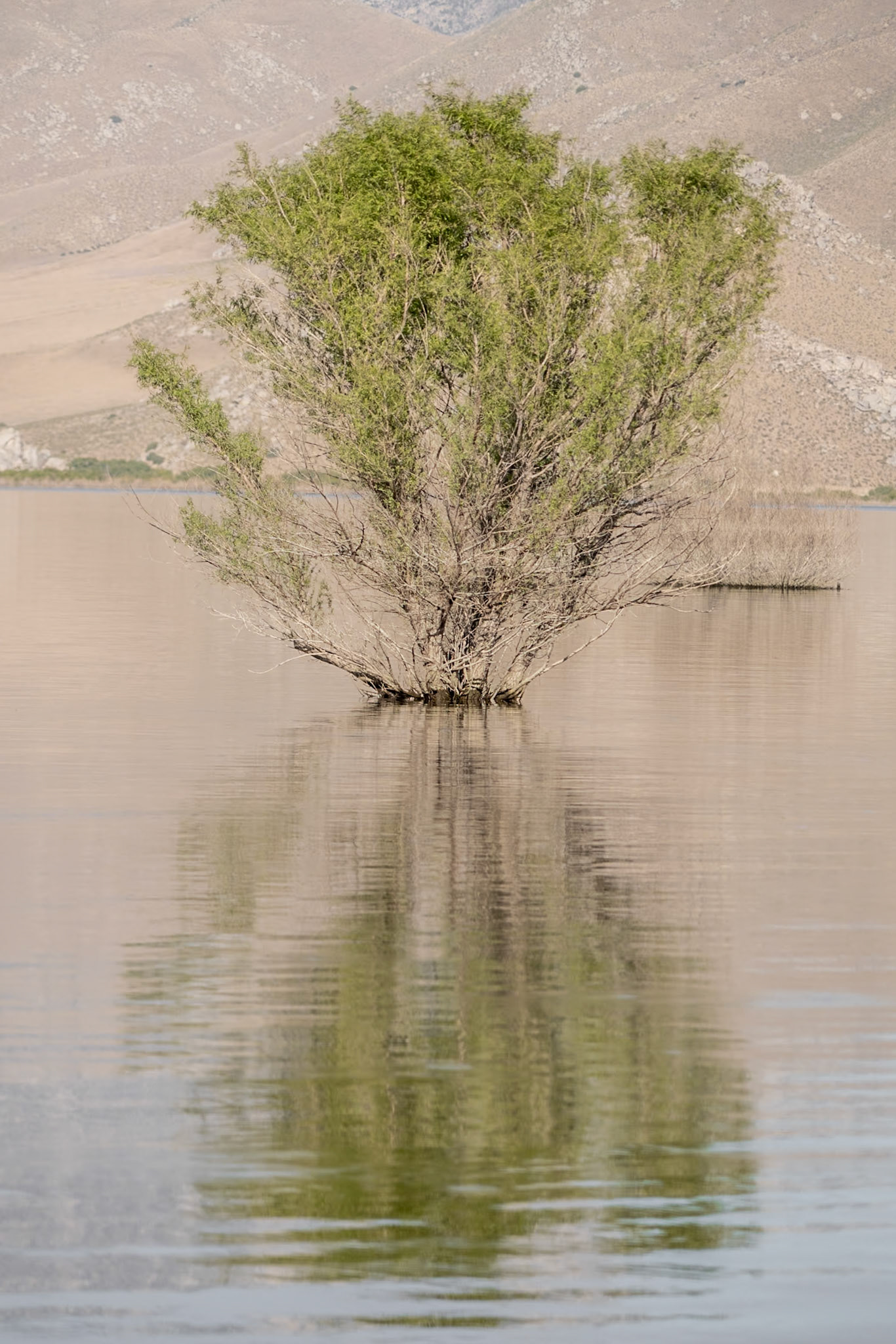 Lake Isabella CA