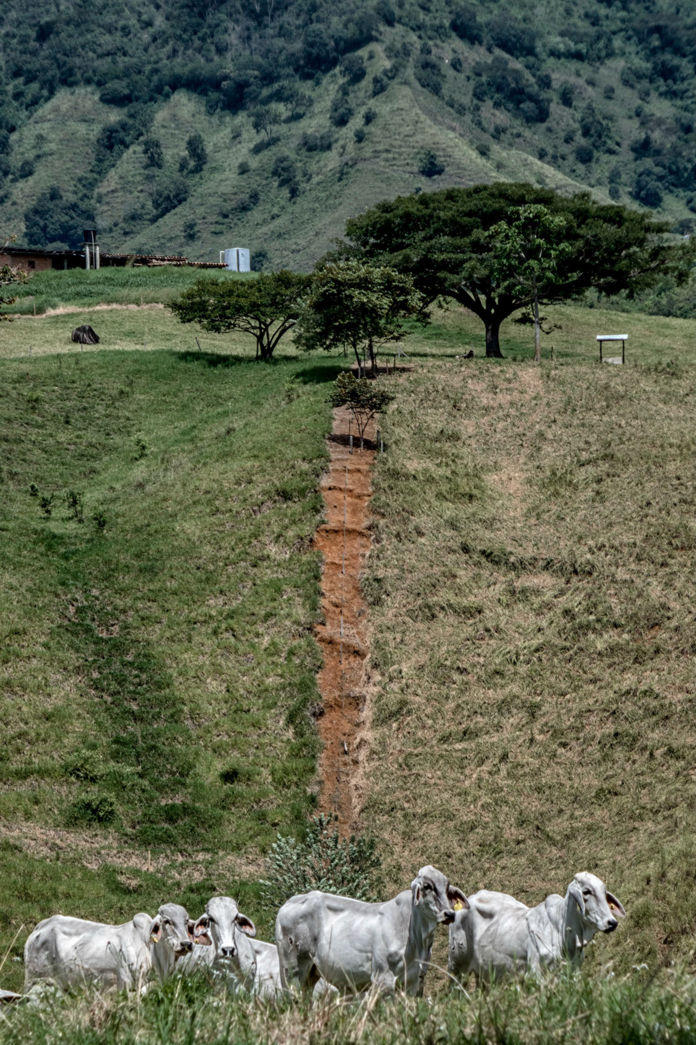 Sevilla Colombia