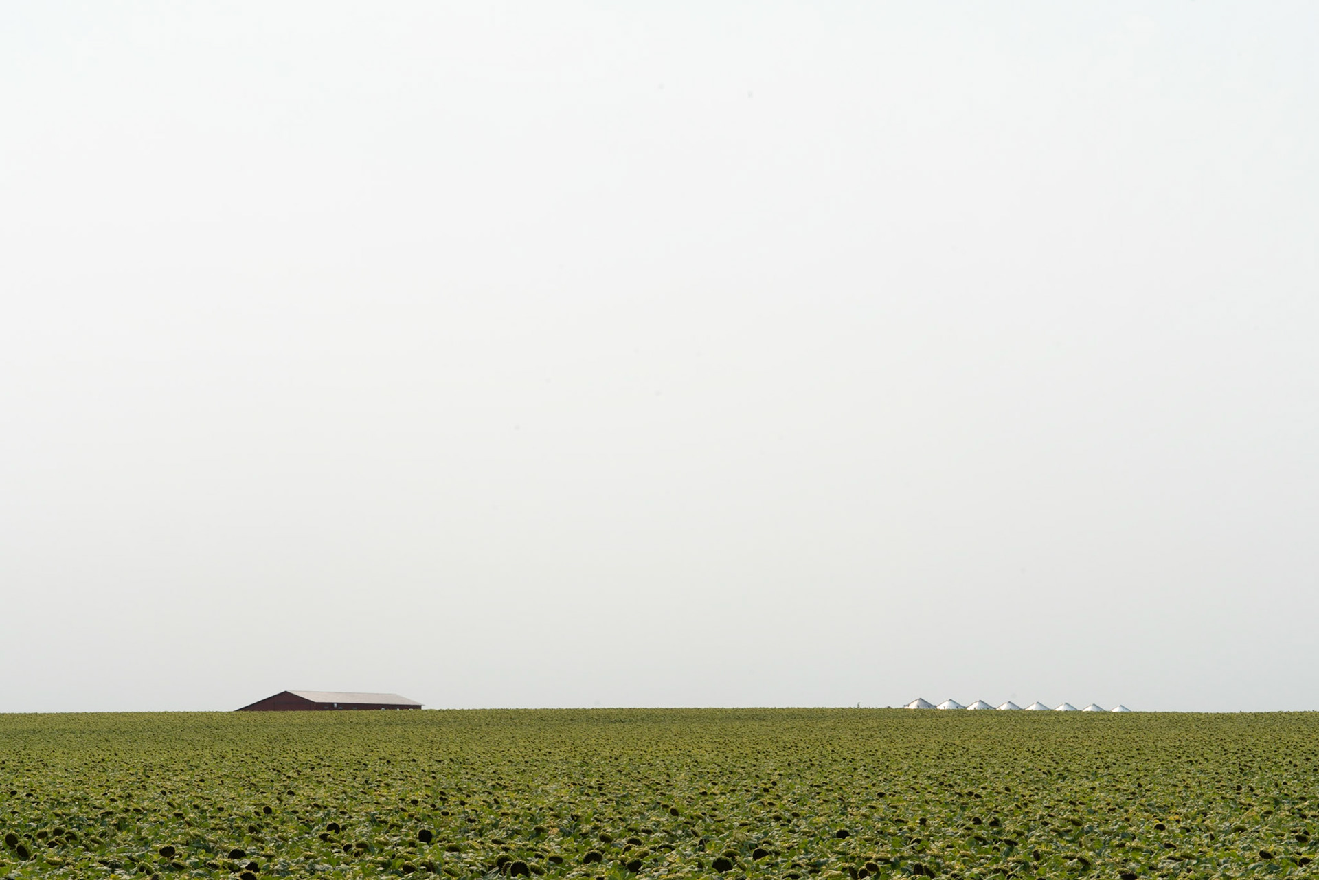 Agar, SD