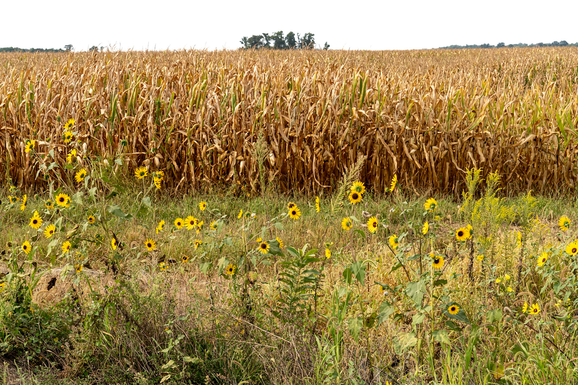 Crossville IL