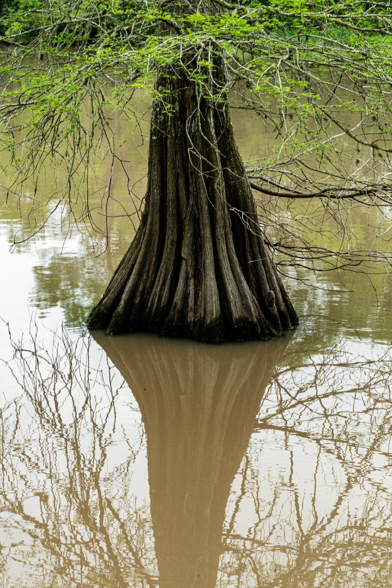 Lake Fausse LA