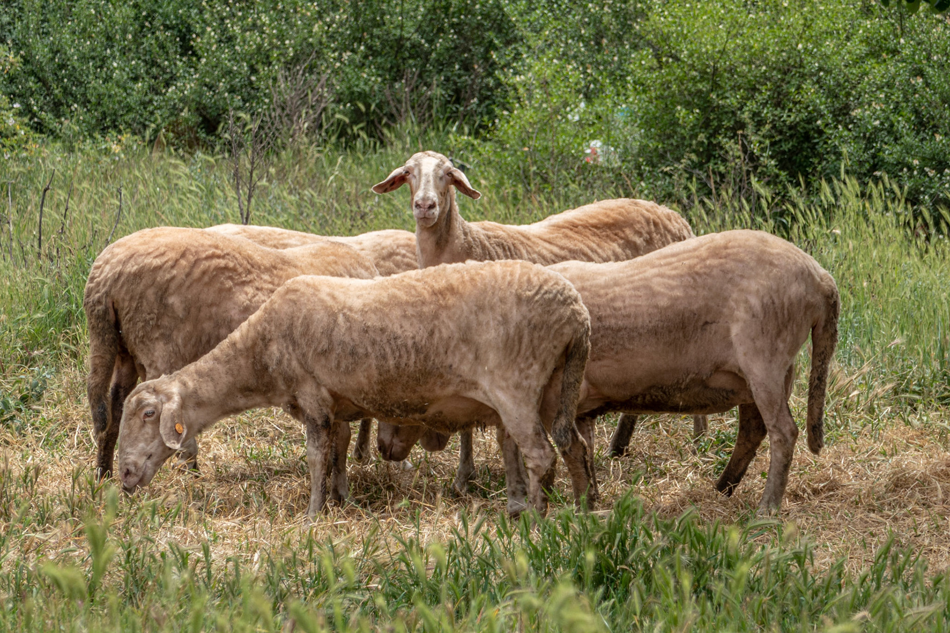 Stara Zagora Bulgaria