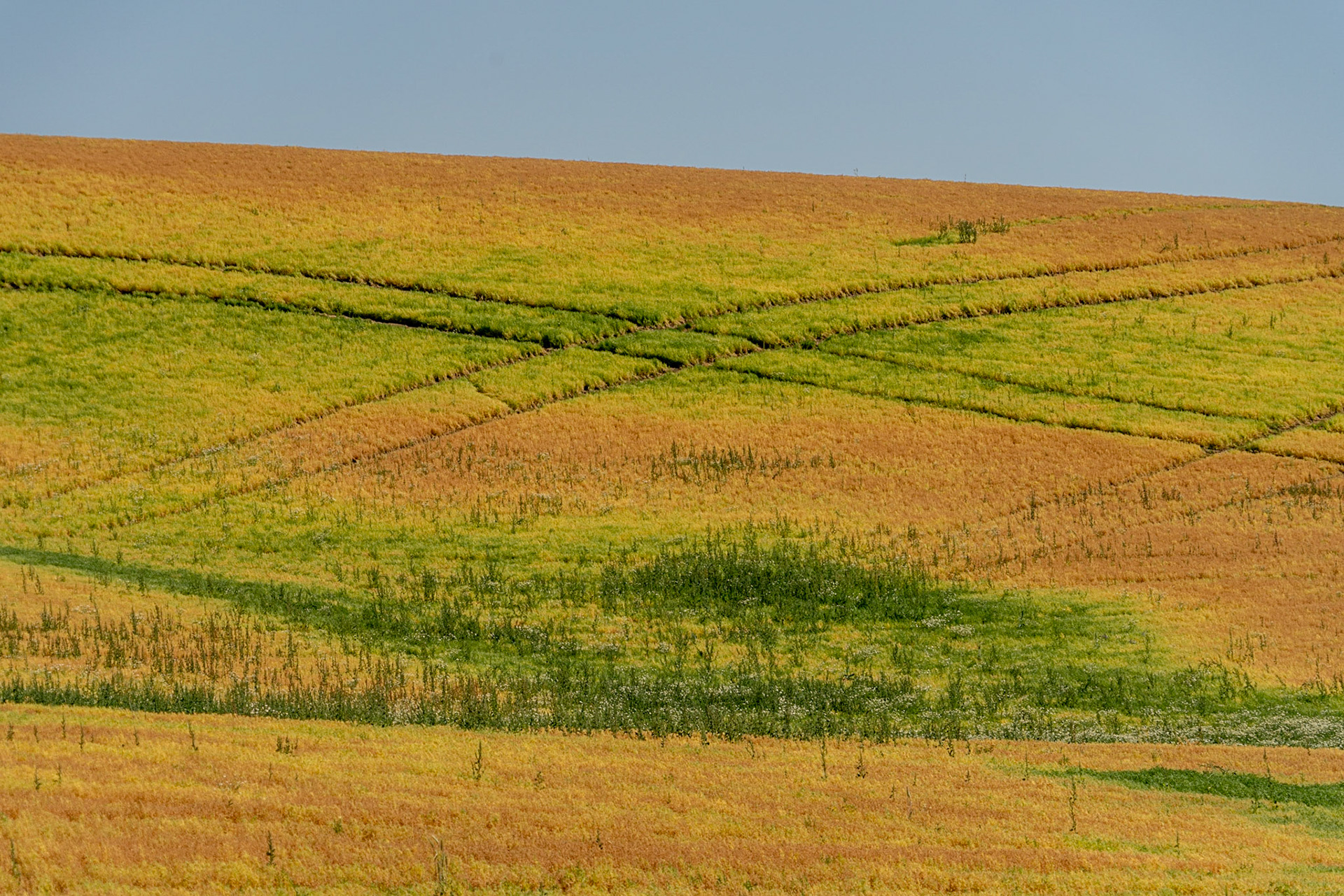Rosalia WA