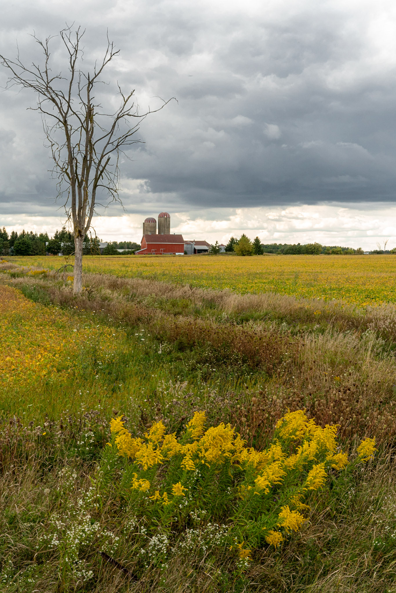 Dracon, Ontario