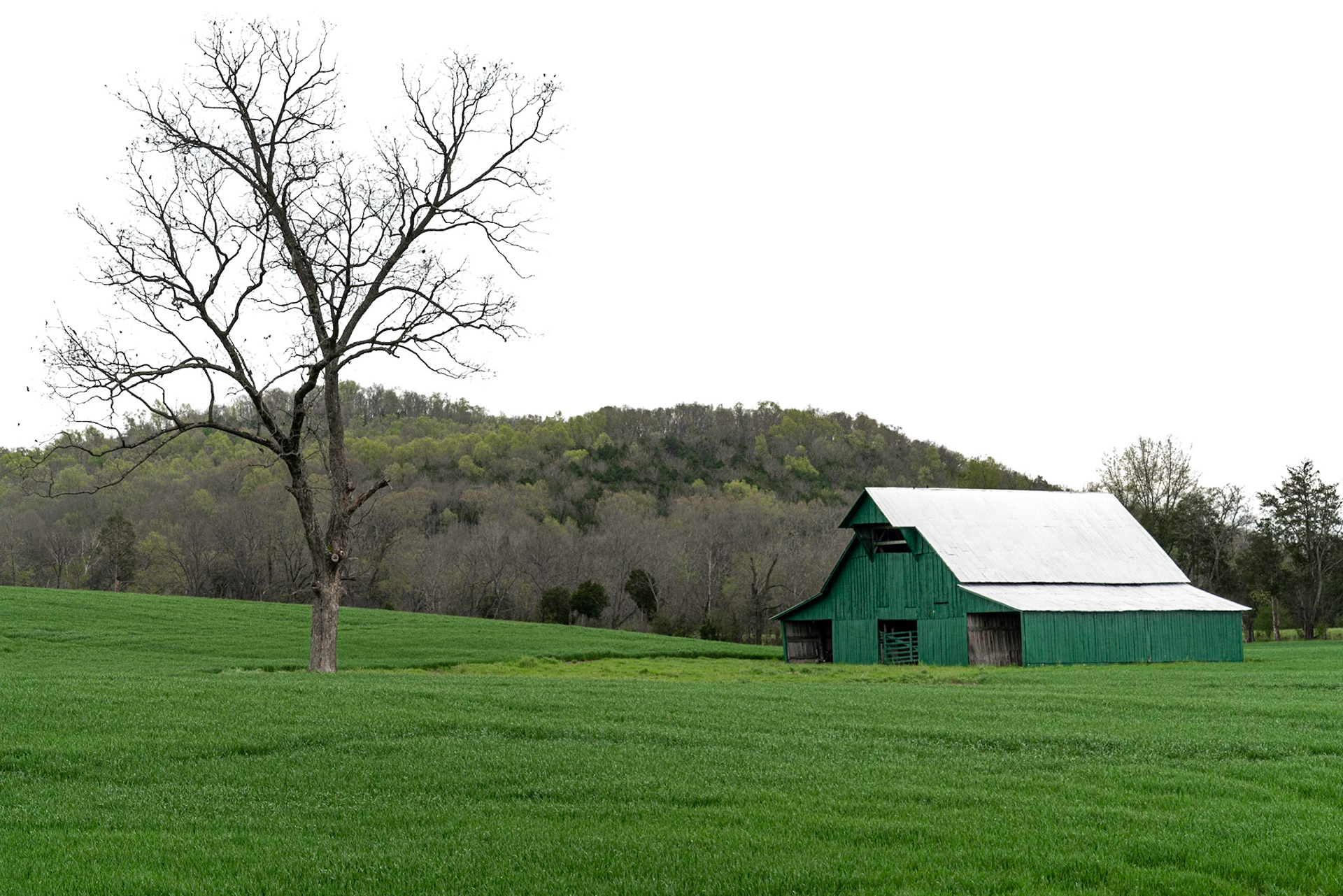 Dixon Springs TN