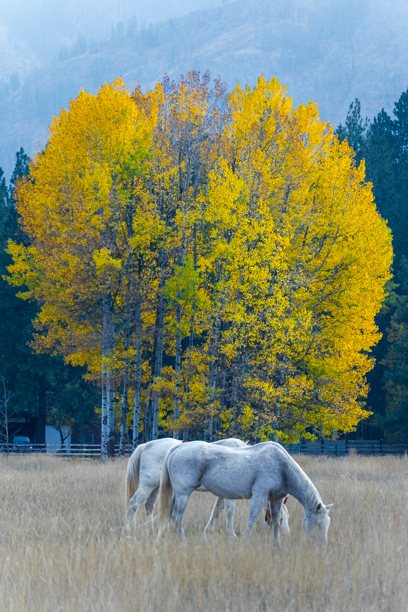 Mazama WA