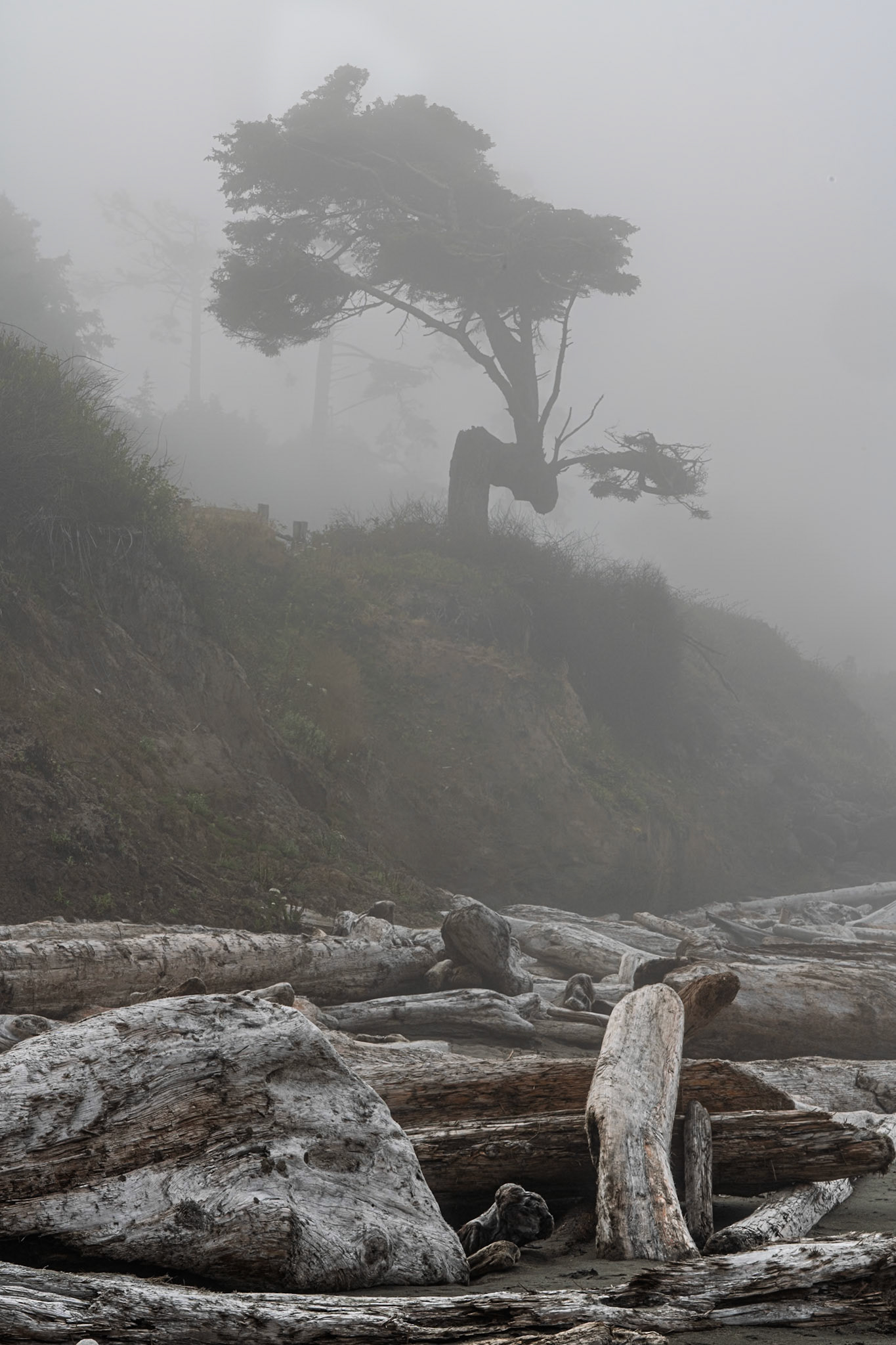 Kalaloch WA