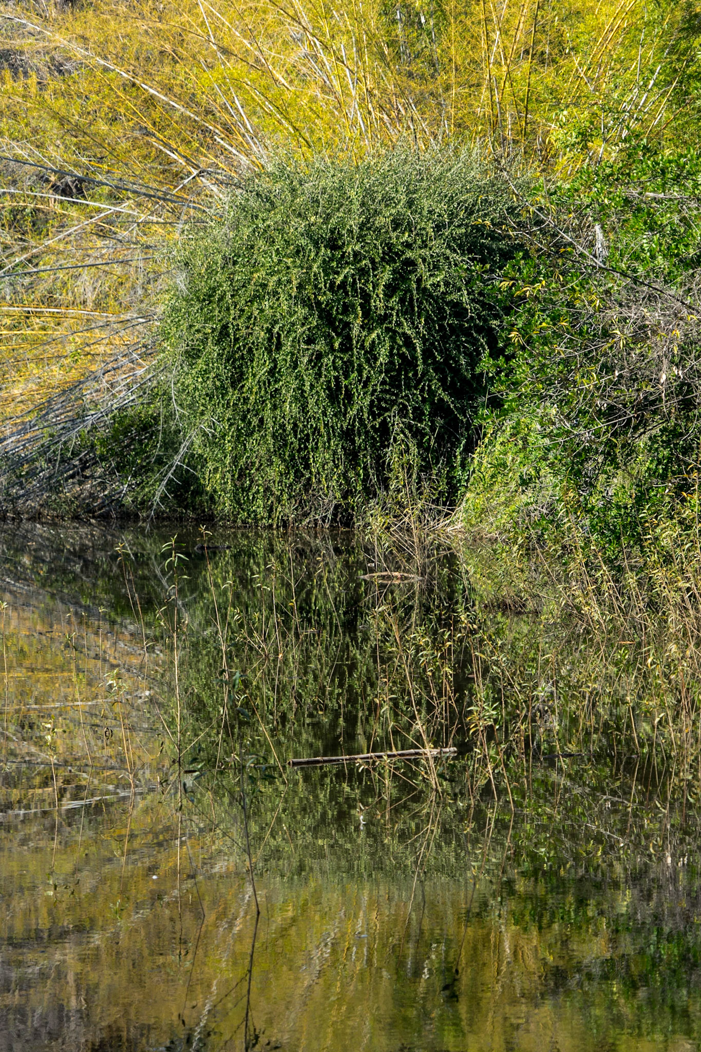 LA Arboretum