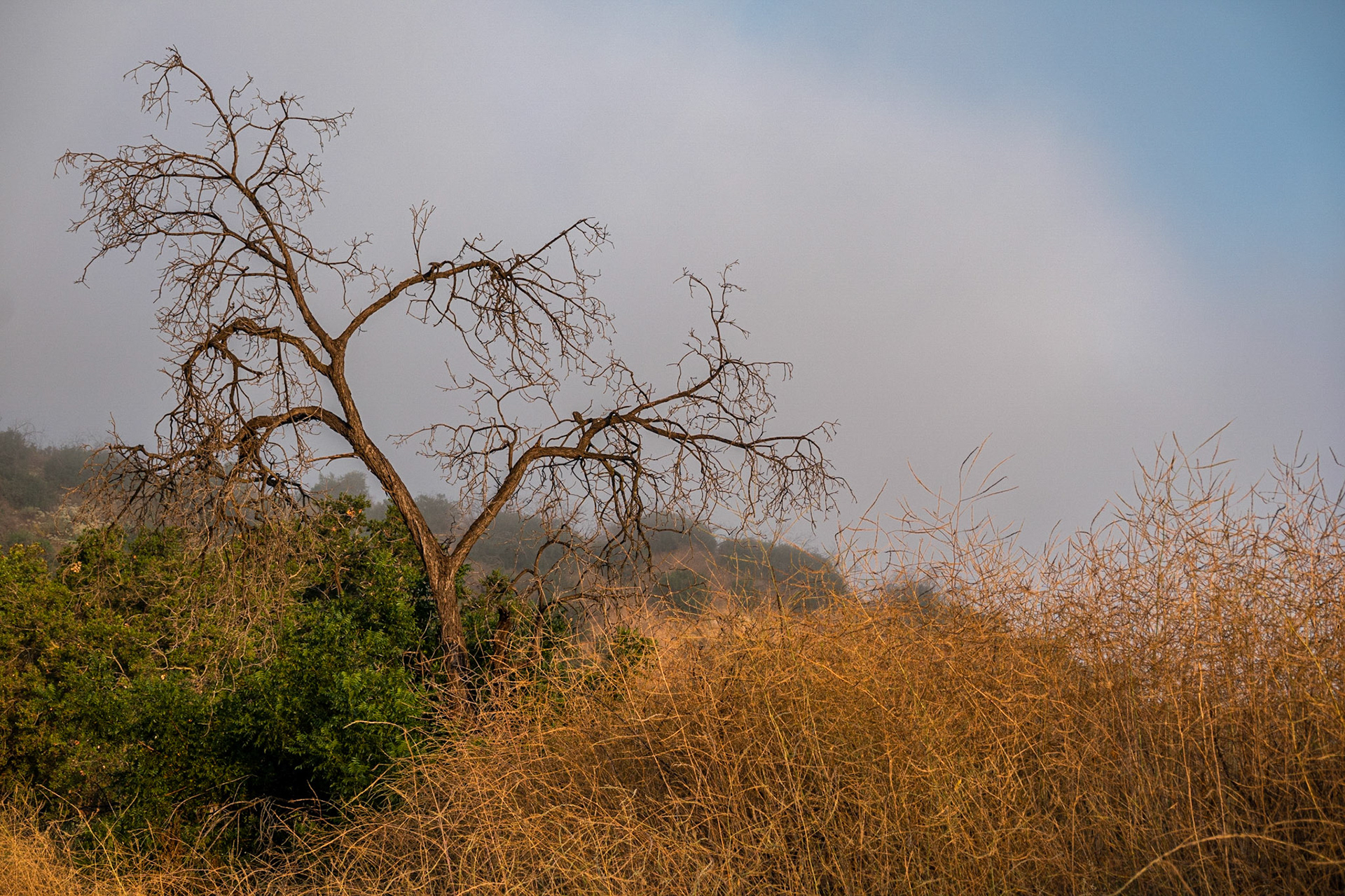 Fryman Cyn