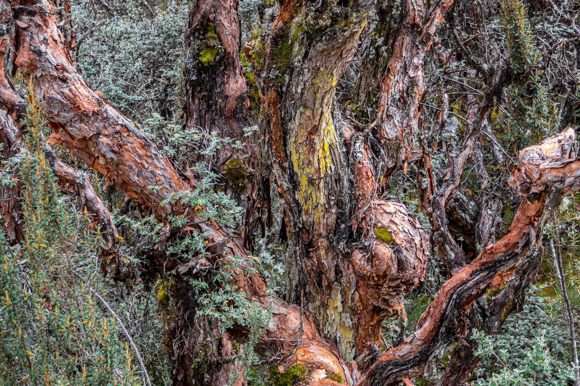 Cajas Nat'l Park Ecuador