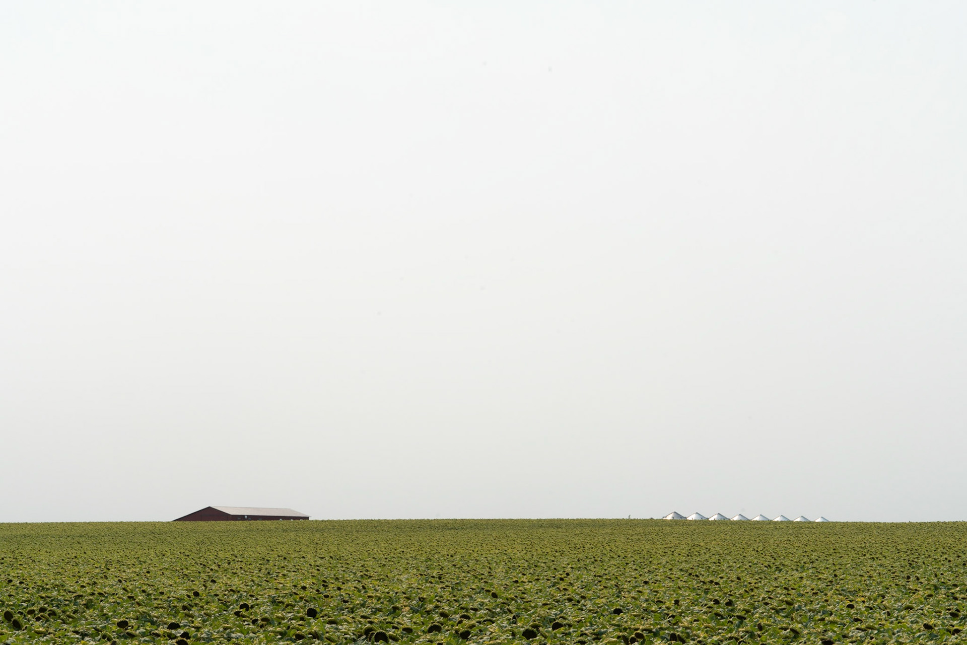 Agar, SD