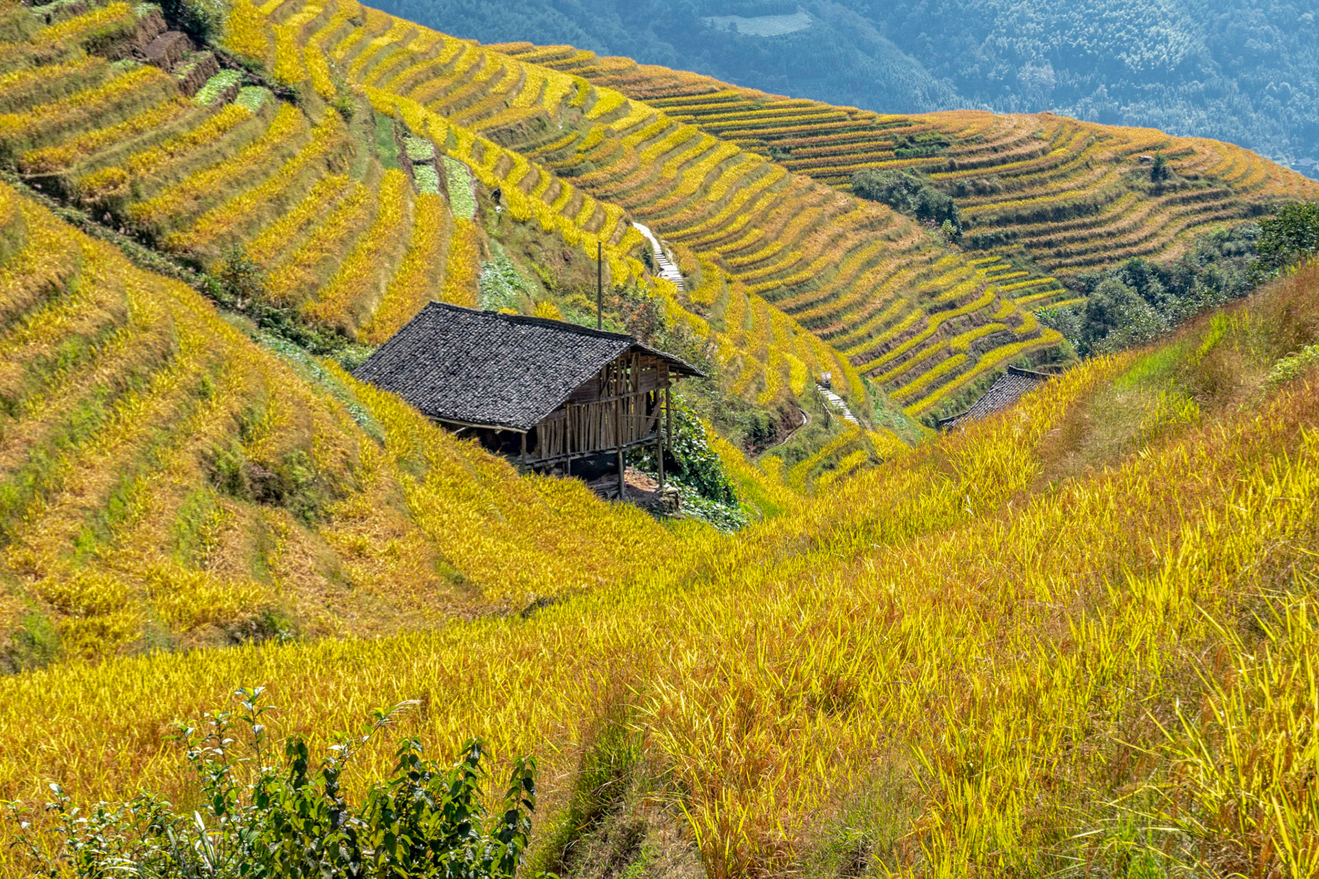 Longji Rice Terraces China