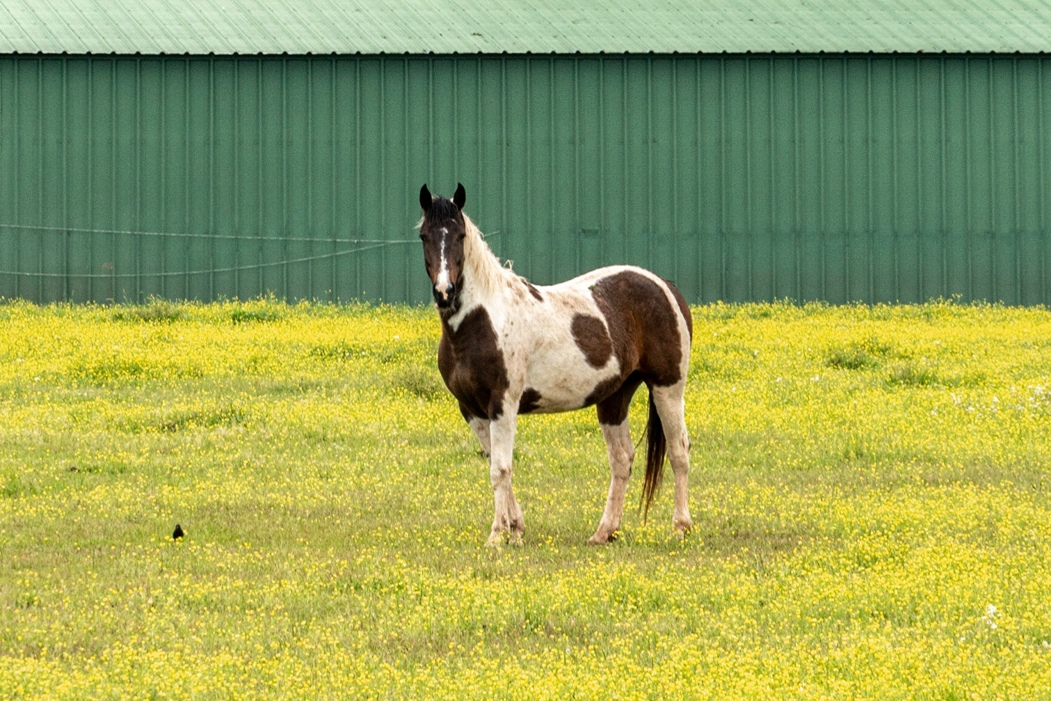 Cheneyville LA