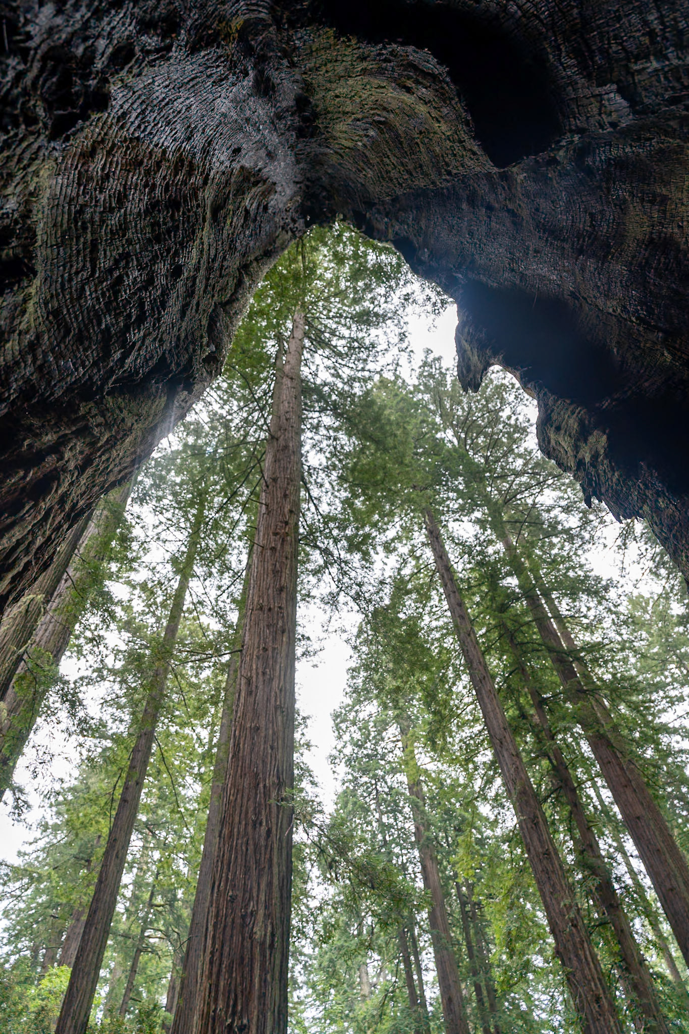 Redwood Nat'l Park