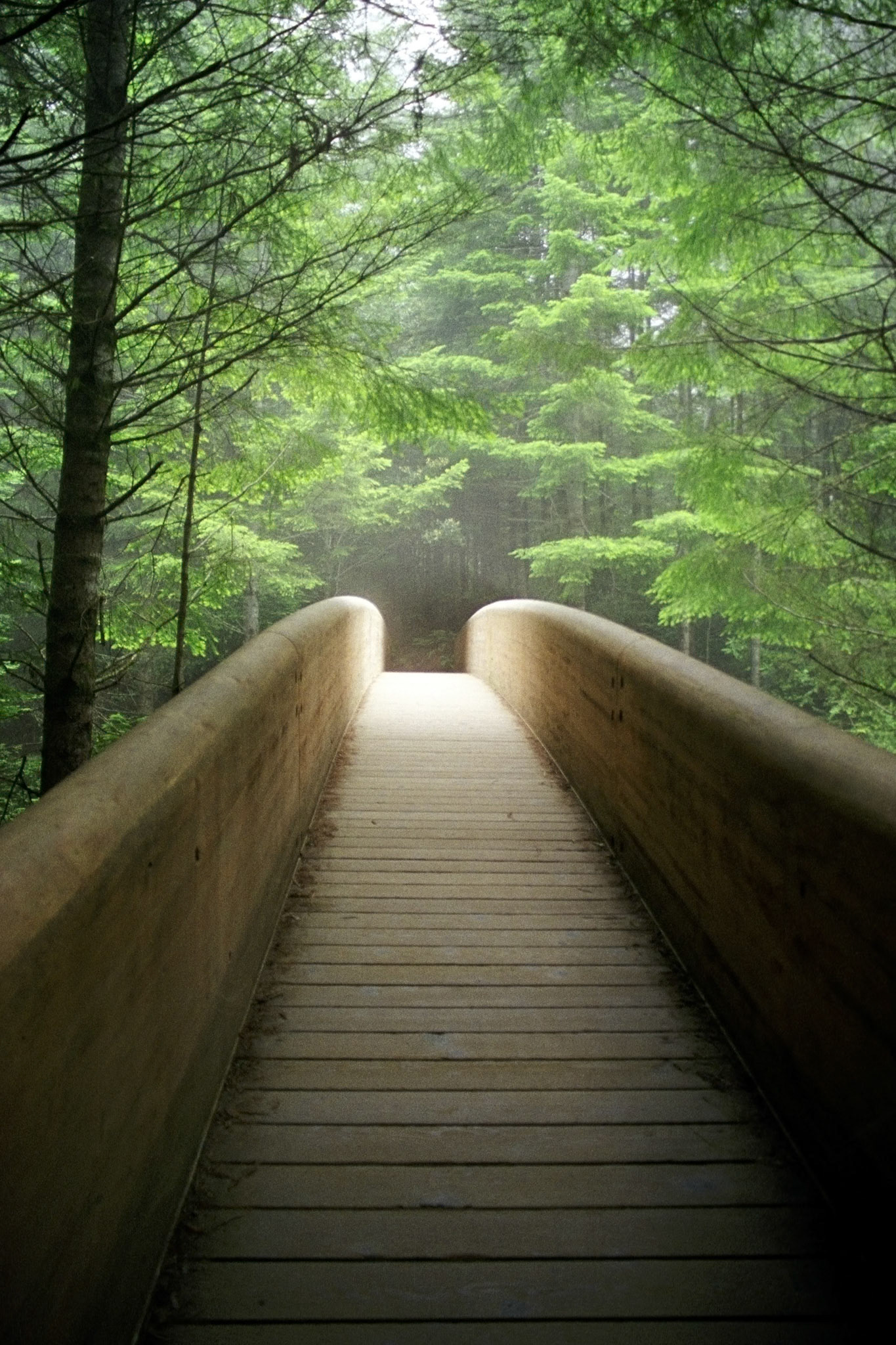 Redwood Nat'l Park