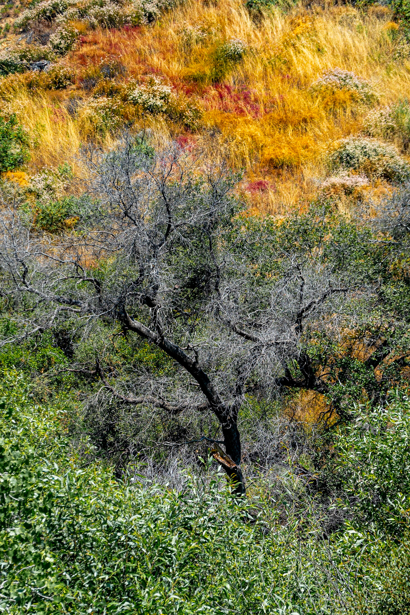Santa Clarita Woodlands Pk