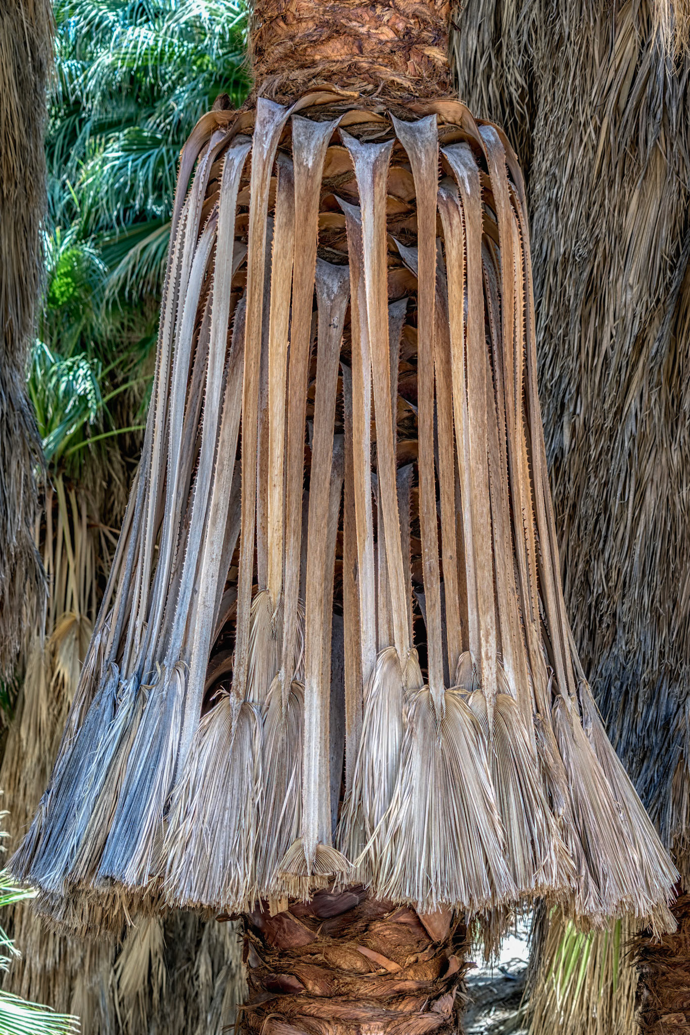 Palm Canyon