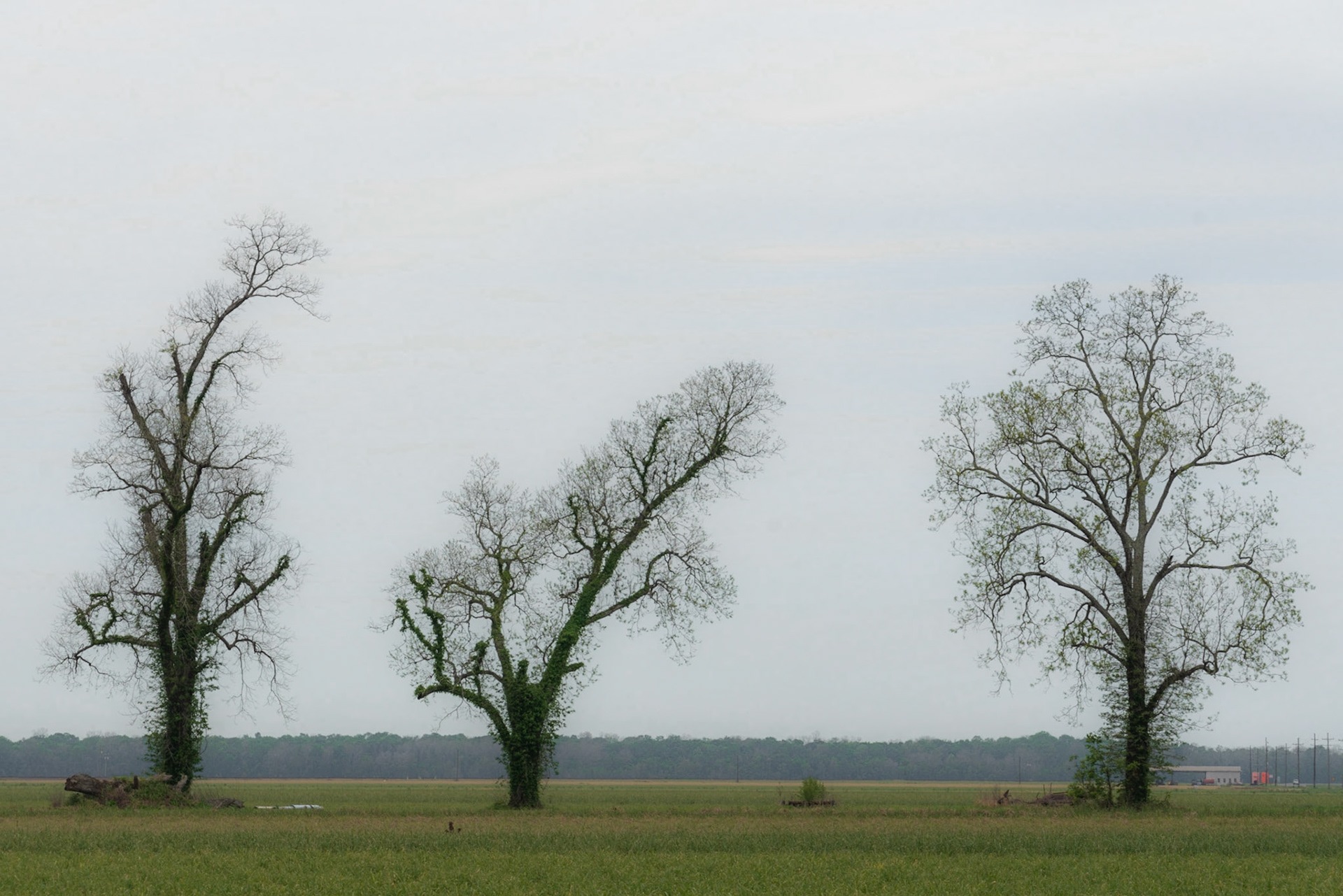 Cheneyville LA