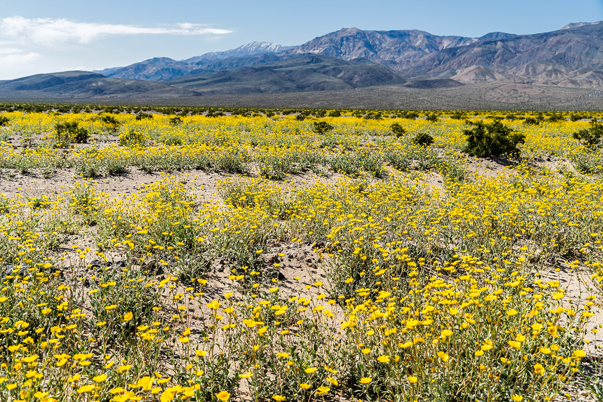 Panamint Springs