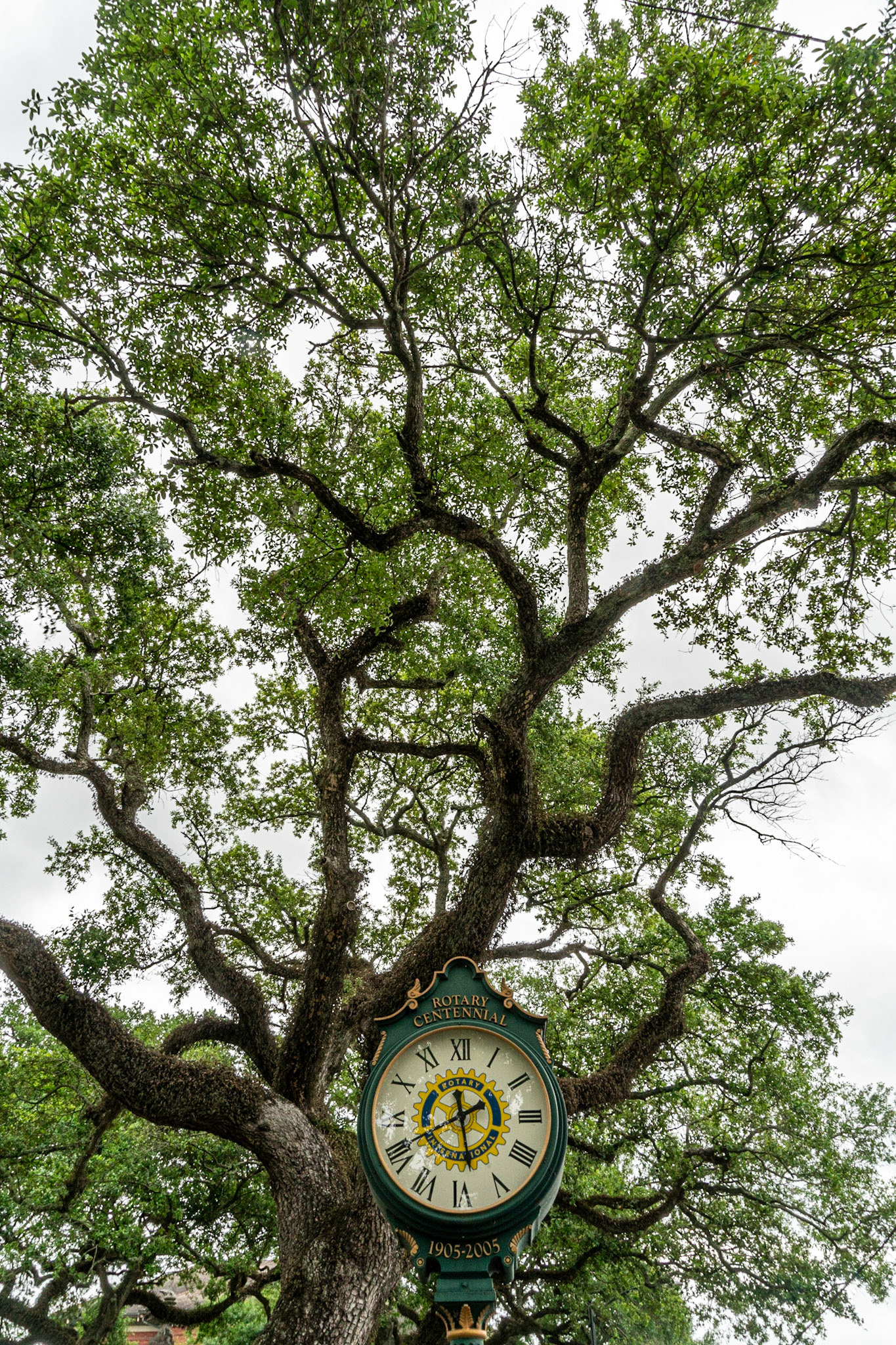 Opelousas LA