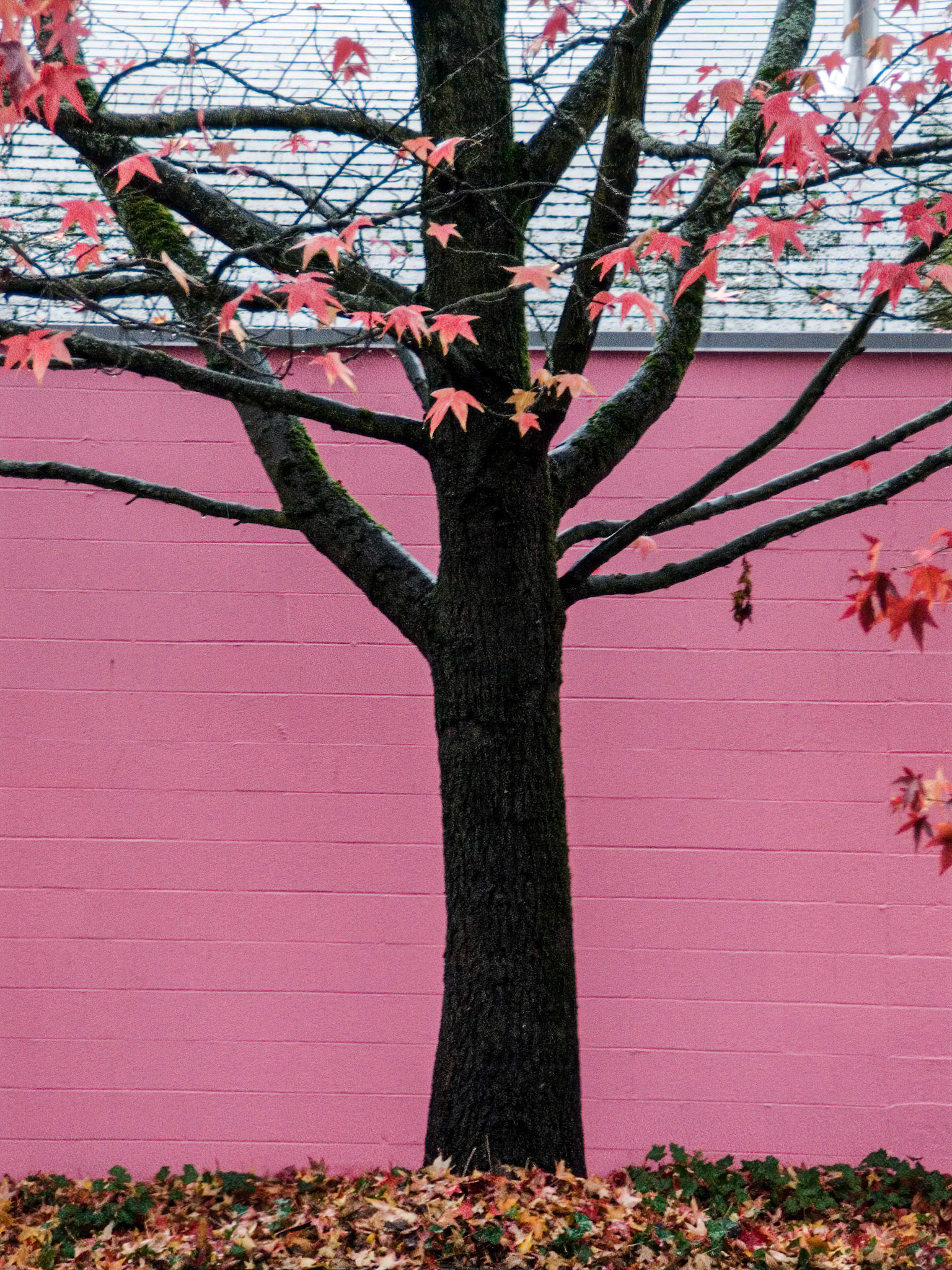 Portland OR