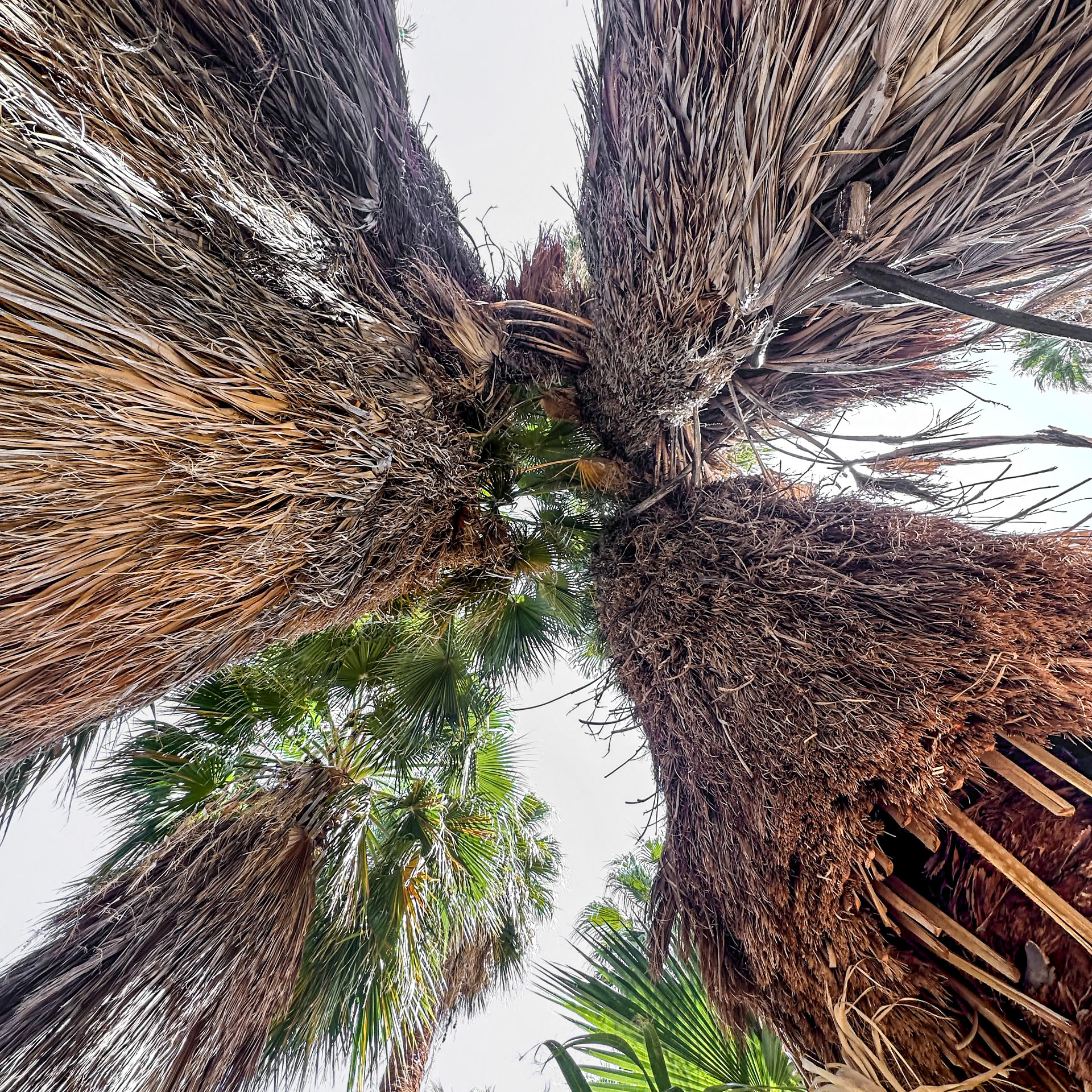 Palm Canyon