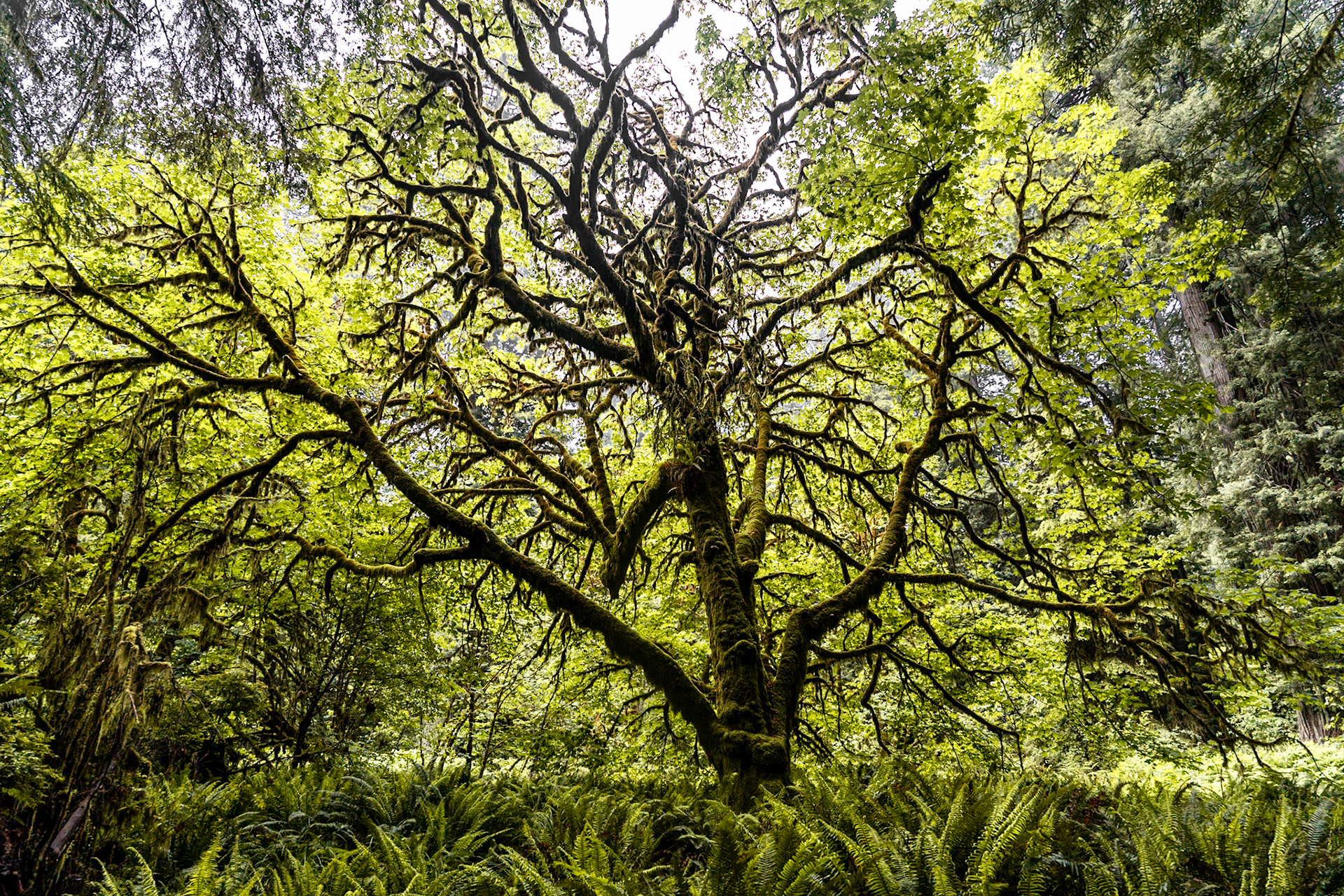 Redwood Nat'l Park