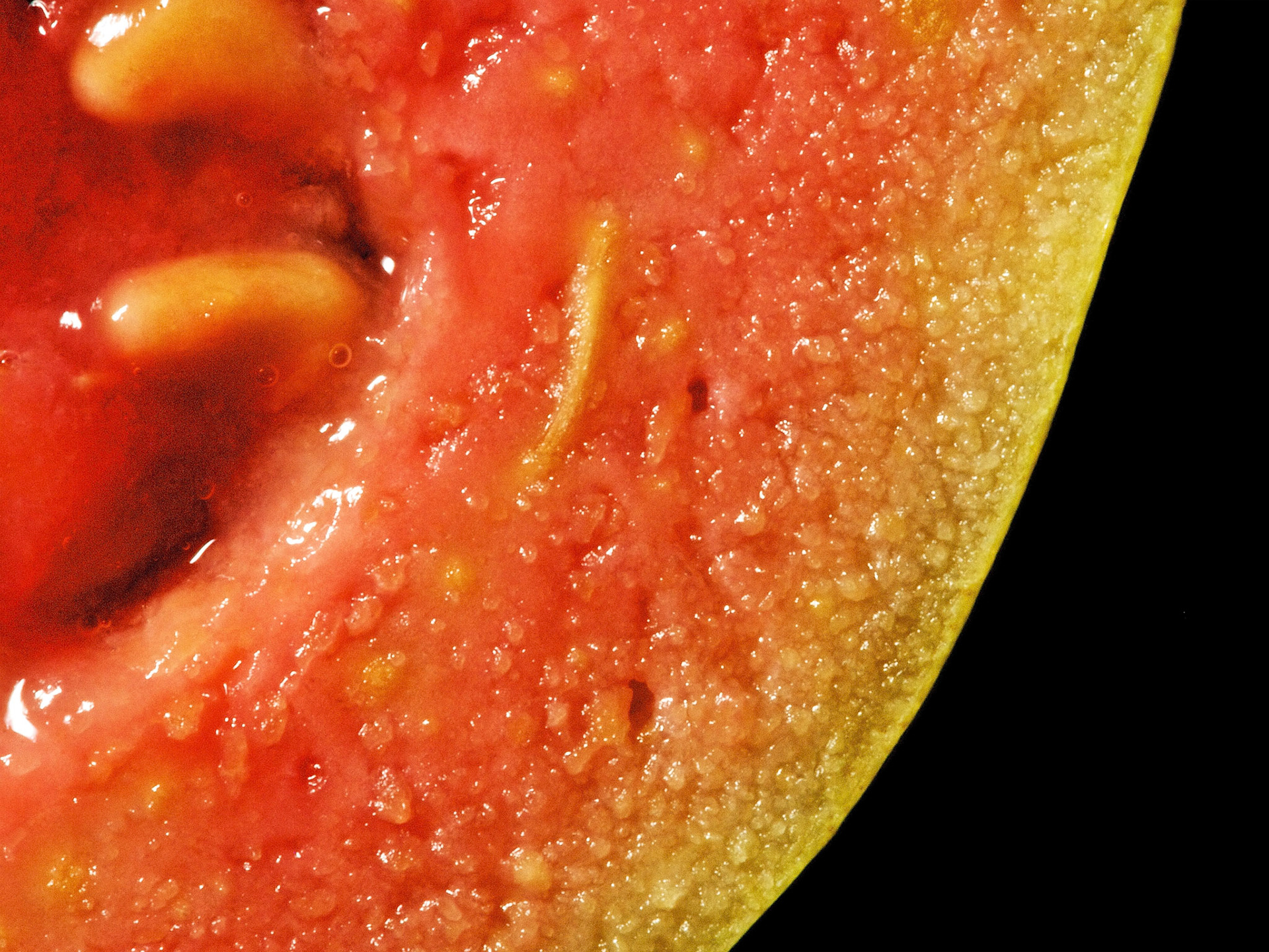 Psidium guajava