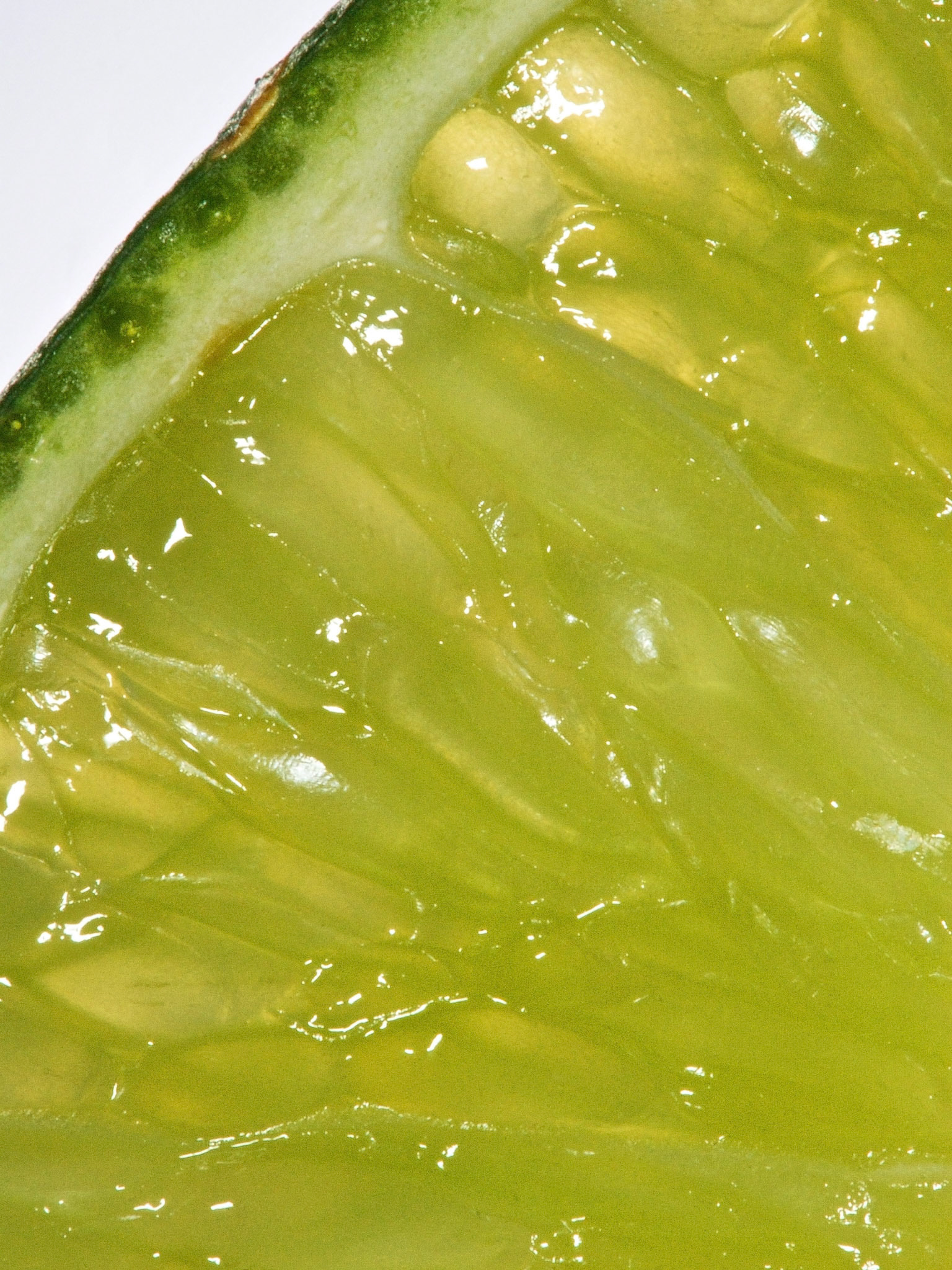 Citrus x latifolia