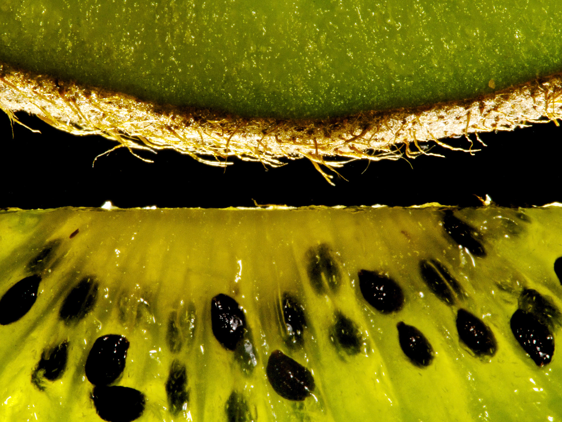 Actinidea deliciosa