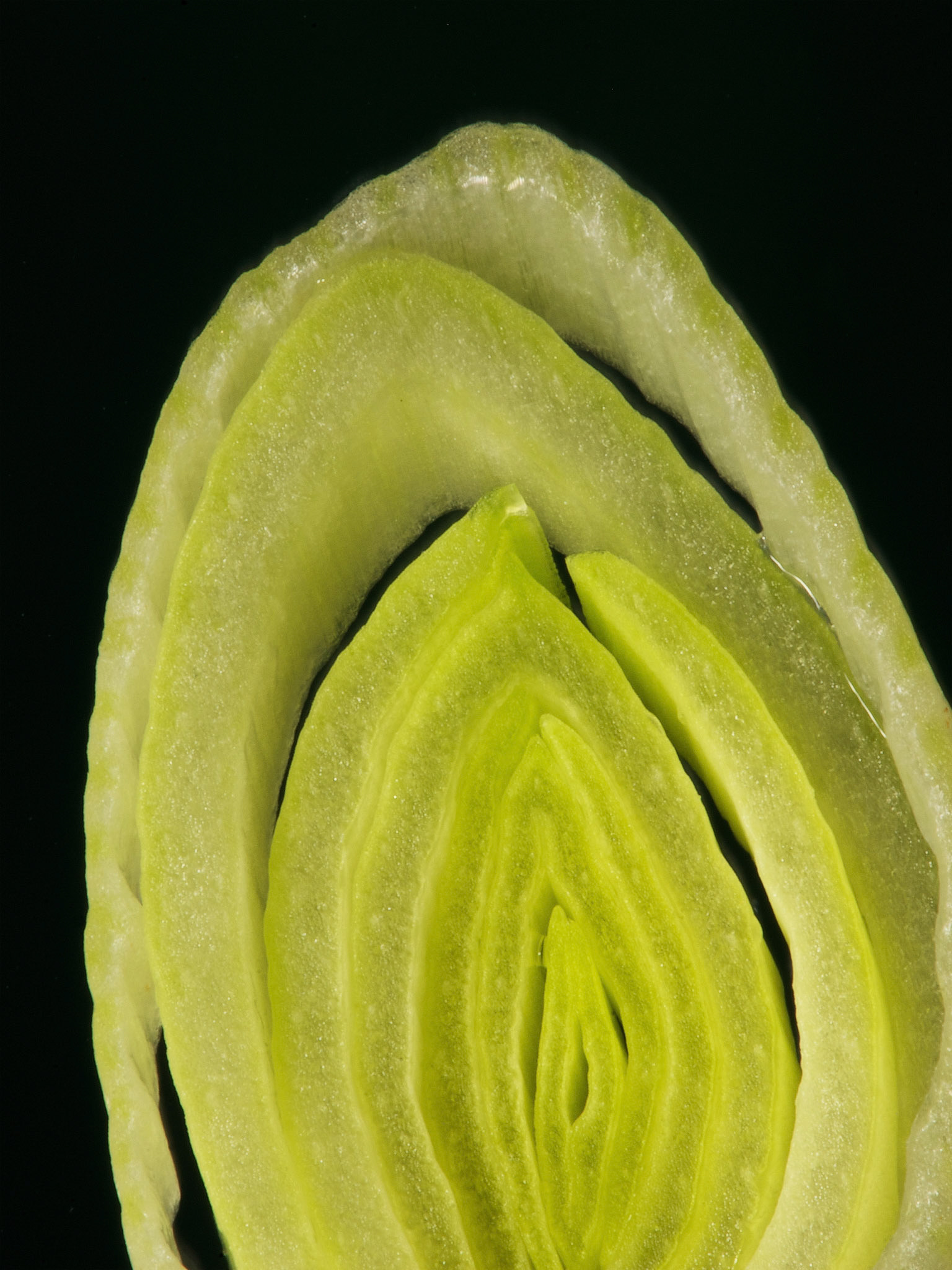 Allium porrum