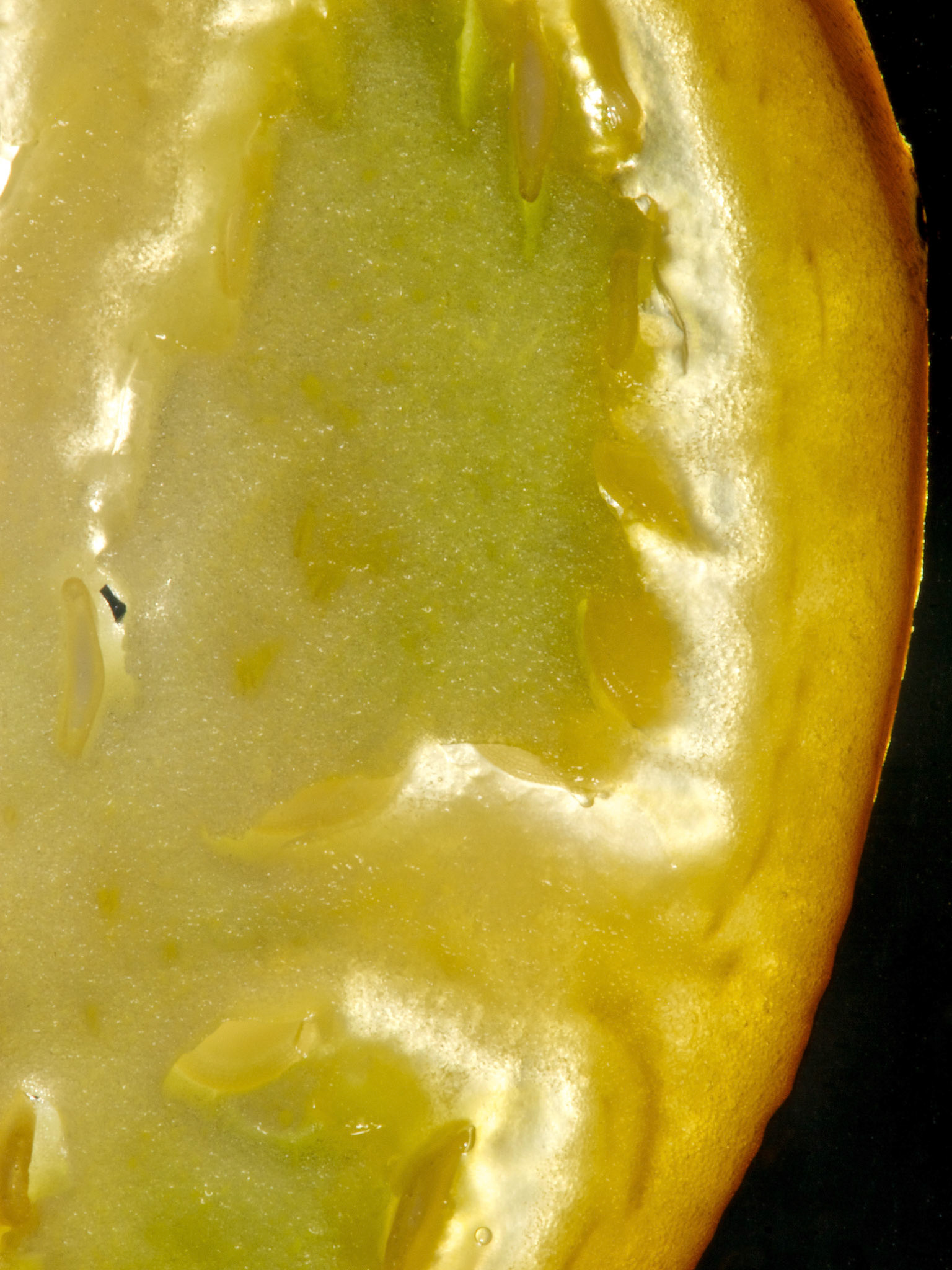 Solanum gilo