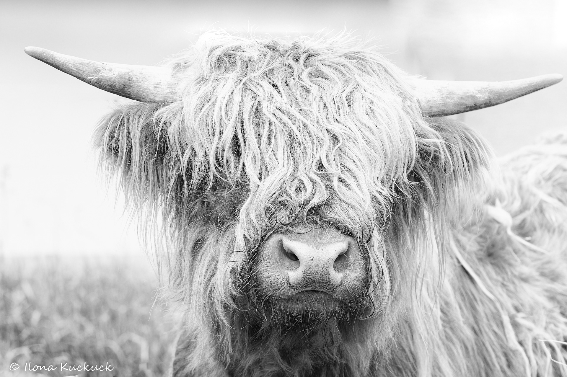 Highland Cattle z'Lichteneck