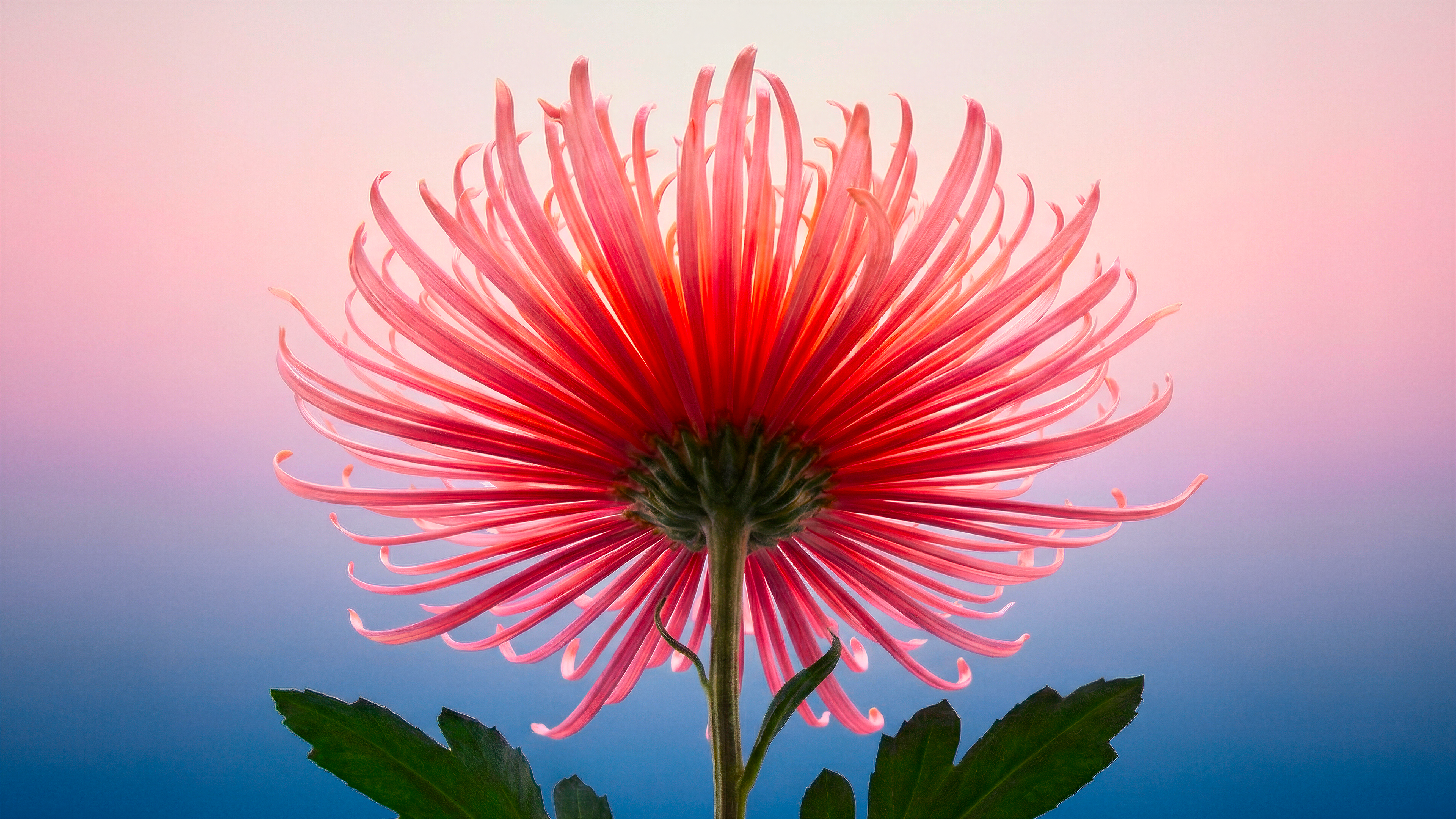 FLOWER-IA-IMAGE-PETAL-PINK-louis-marie-dhenne
