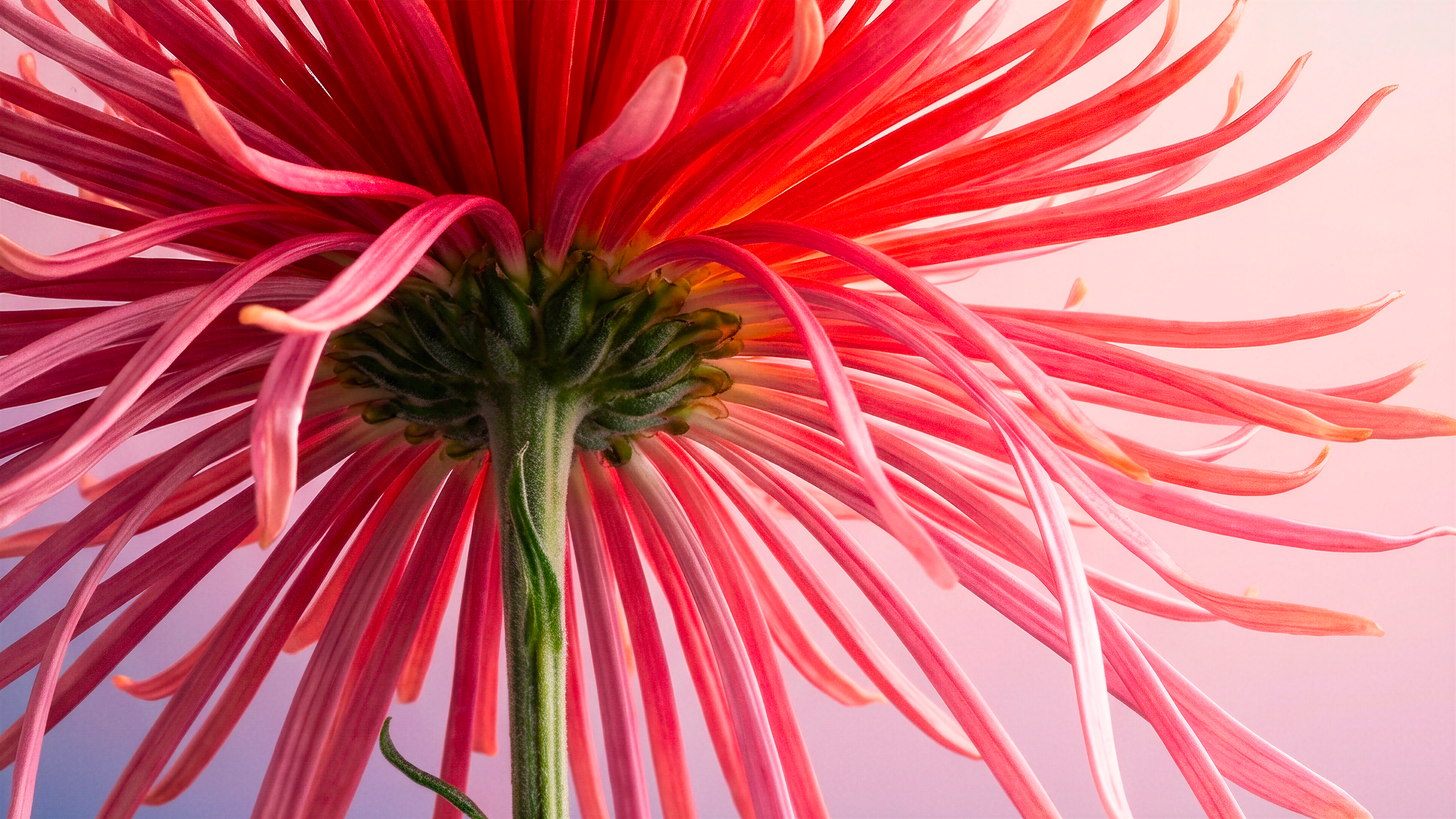 FLOWER-IA-IMAGE-PETAL-PINK-louis-marie-dhenne