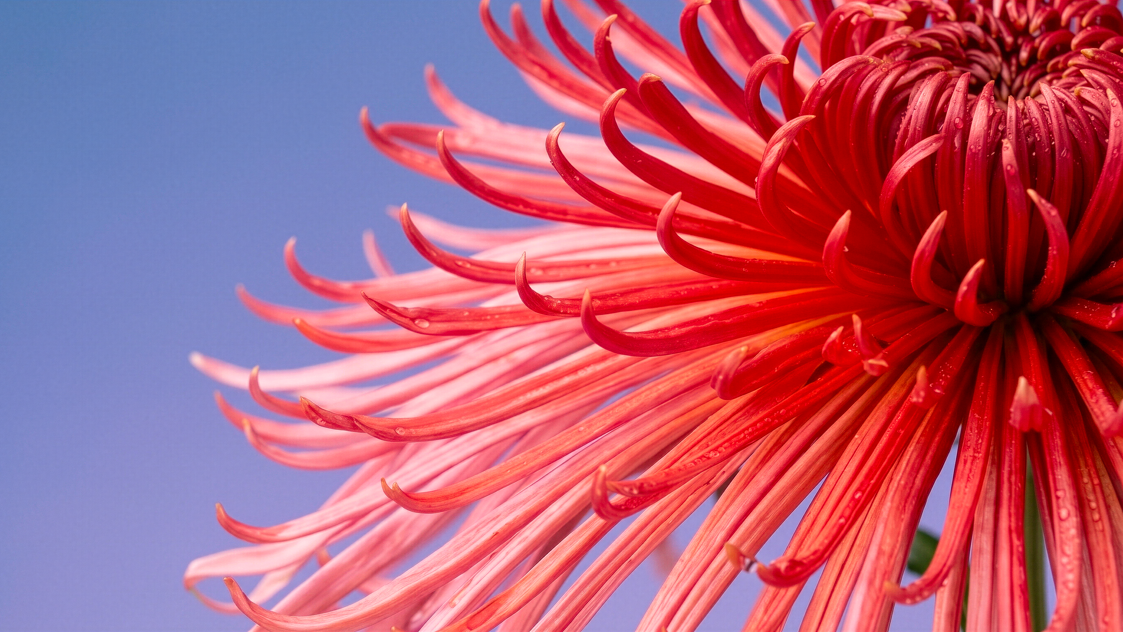 FLOWER-IA-IMAGE-PETAL-PINK-louis-marie-dhenne