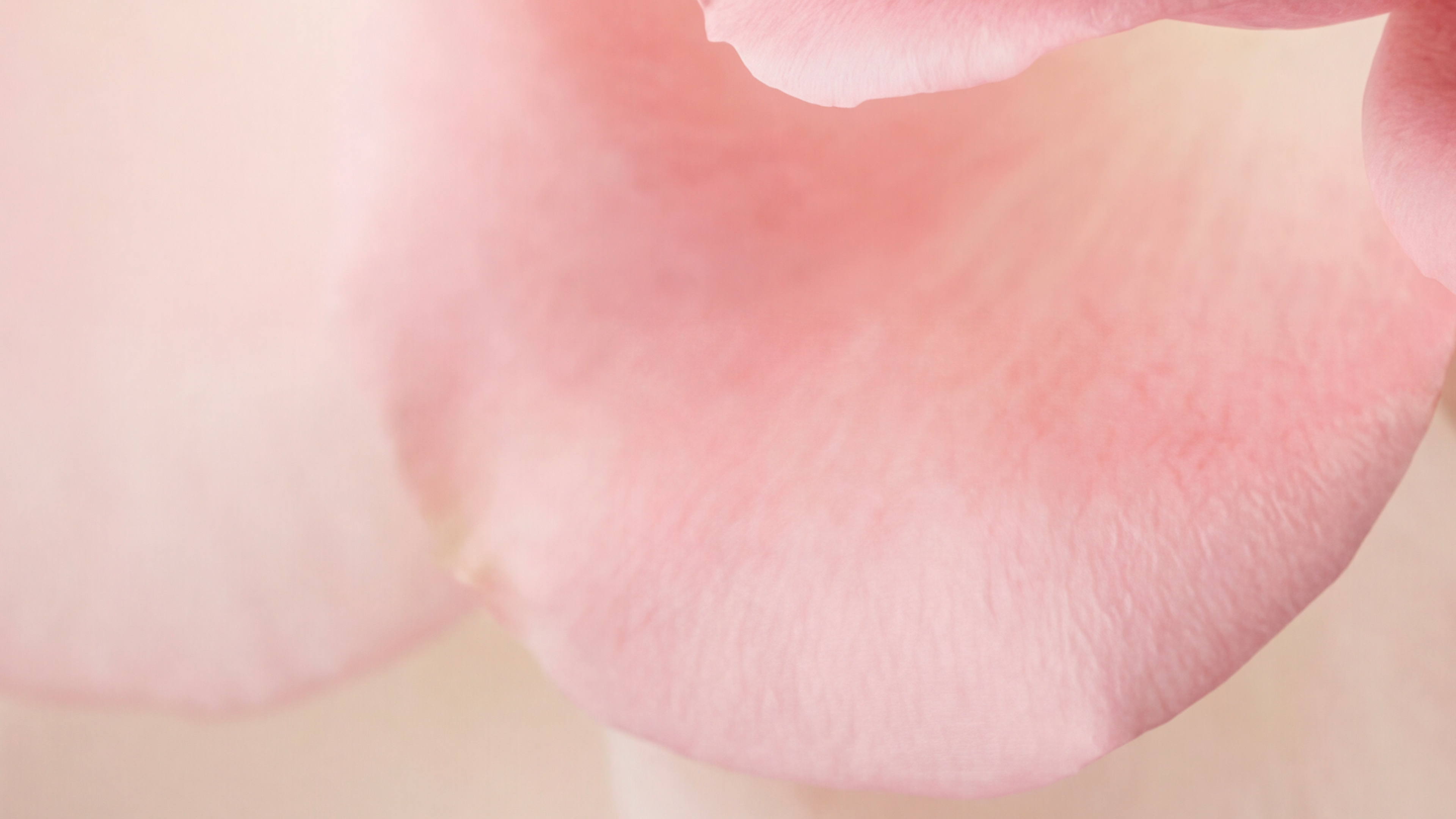 PETAL-FLOWER-DIOR-DHENNE-LOUISMARIE-ROSE-KABUKI