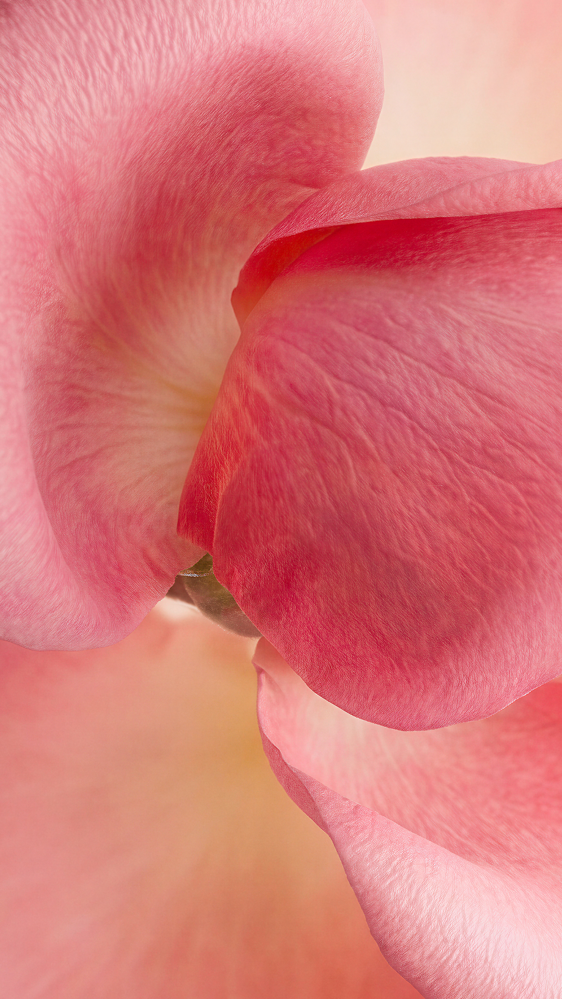 Gros plan vertical de pétales de rose corail entrelacés, nervures et texture veloutée en lumière douce