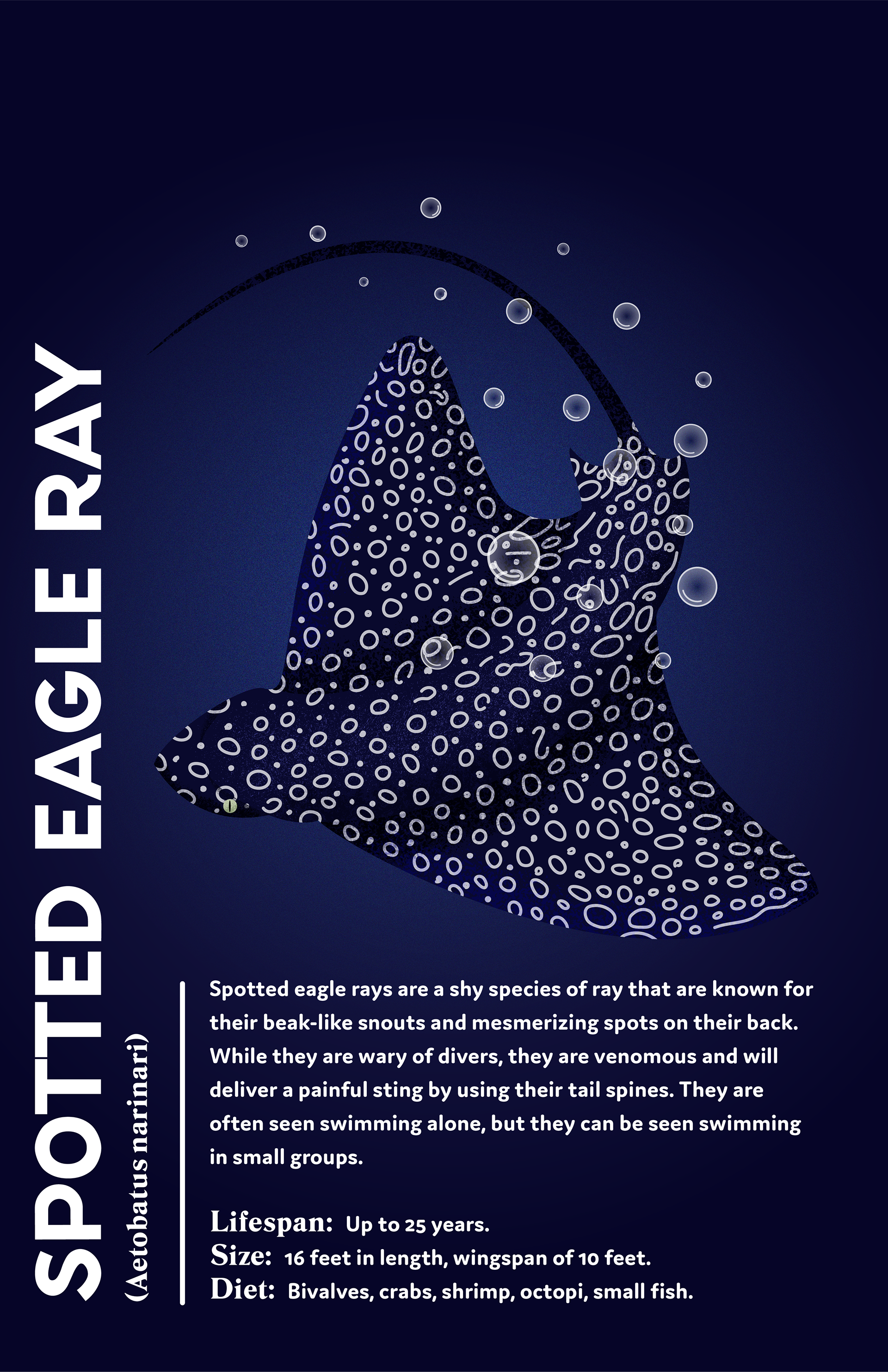 The eagle ray stands out to me due to the subtle shading on the body and the pattern that adorns the ray's body.
