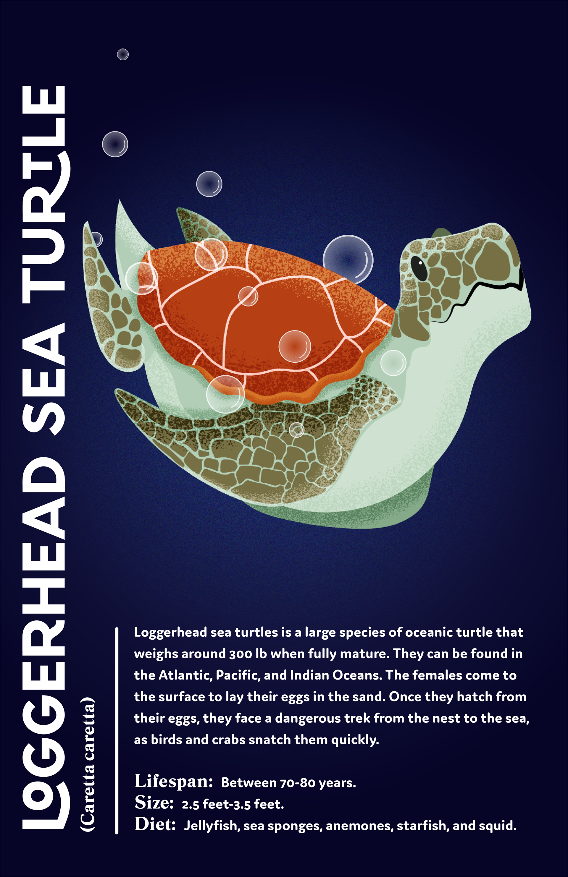 For the Loggerhead, I wanted to emphasize the scaly texture on the turtle's flippers and head.
