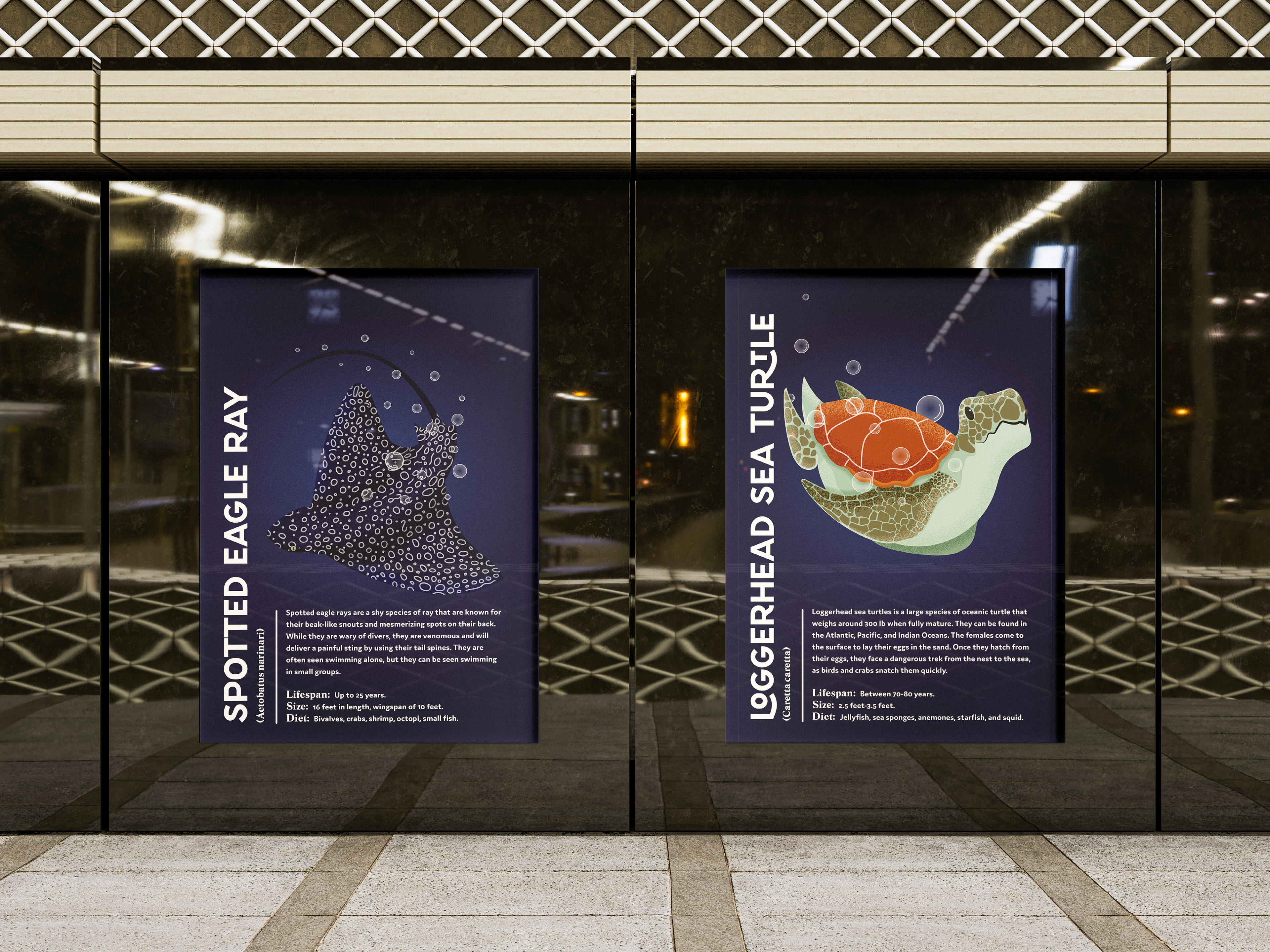 Aquarium Posters of the Spotted eagle ray and Loggerhead Turtle.