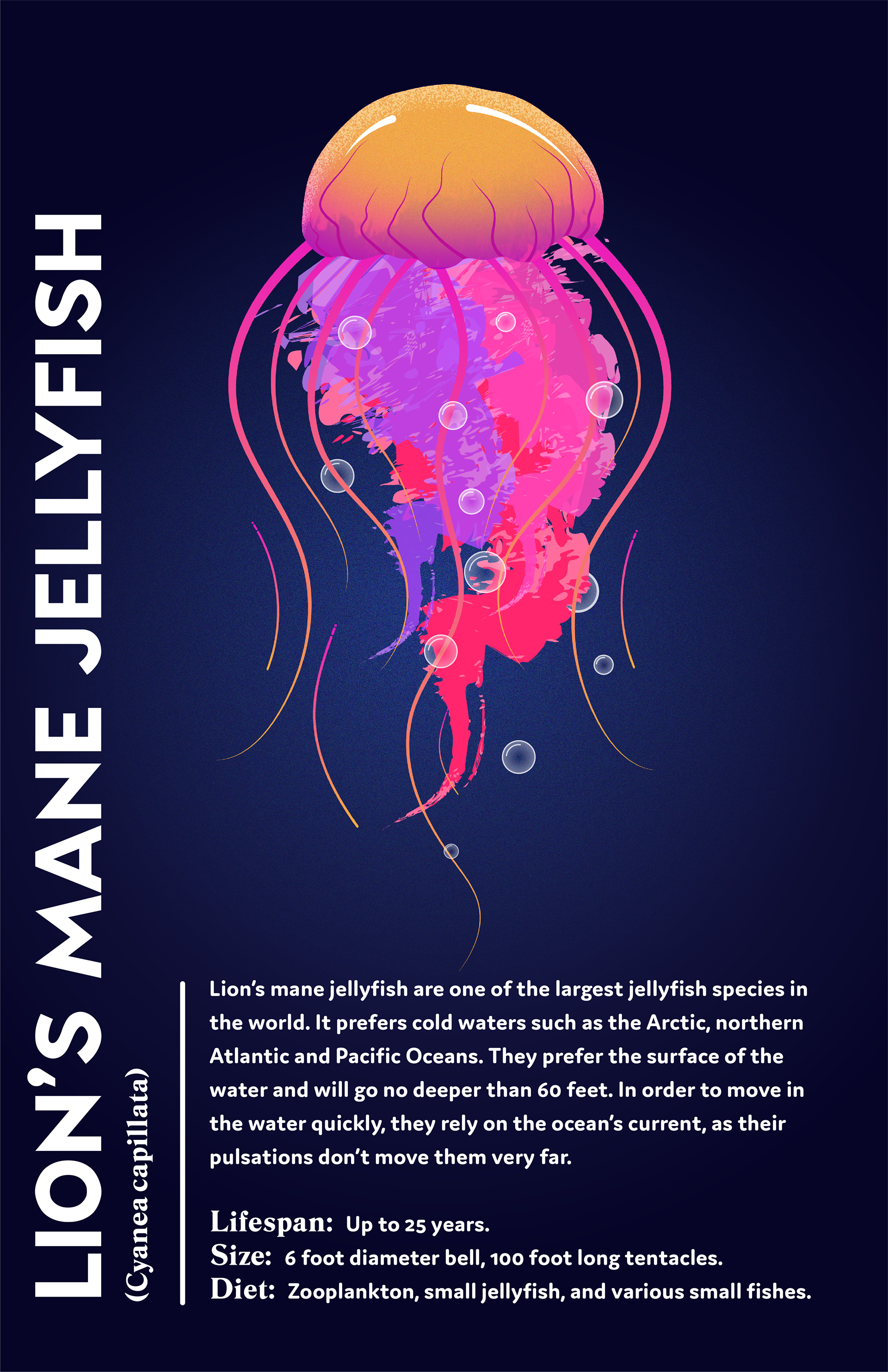 The jellyfish was the most complex fish to design due to the oral arms and the color scheme. 