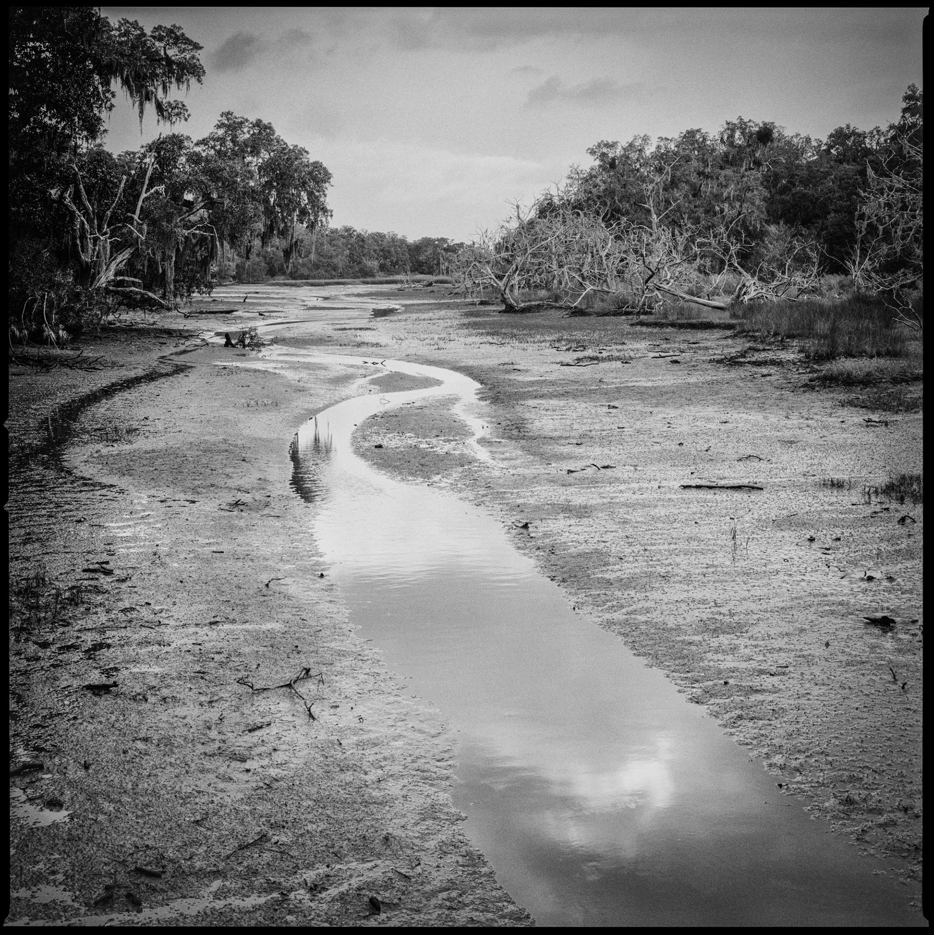 Christa Bowden, White Bridge Swamp Field Drain Creek, Low Tide, 2016