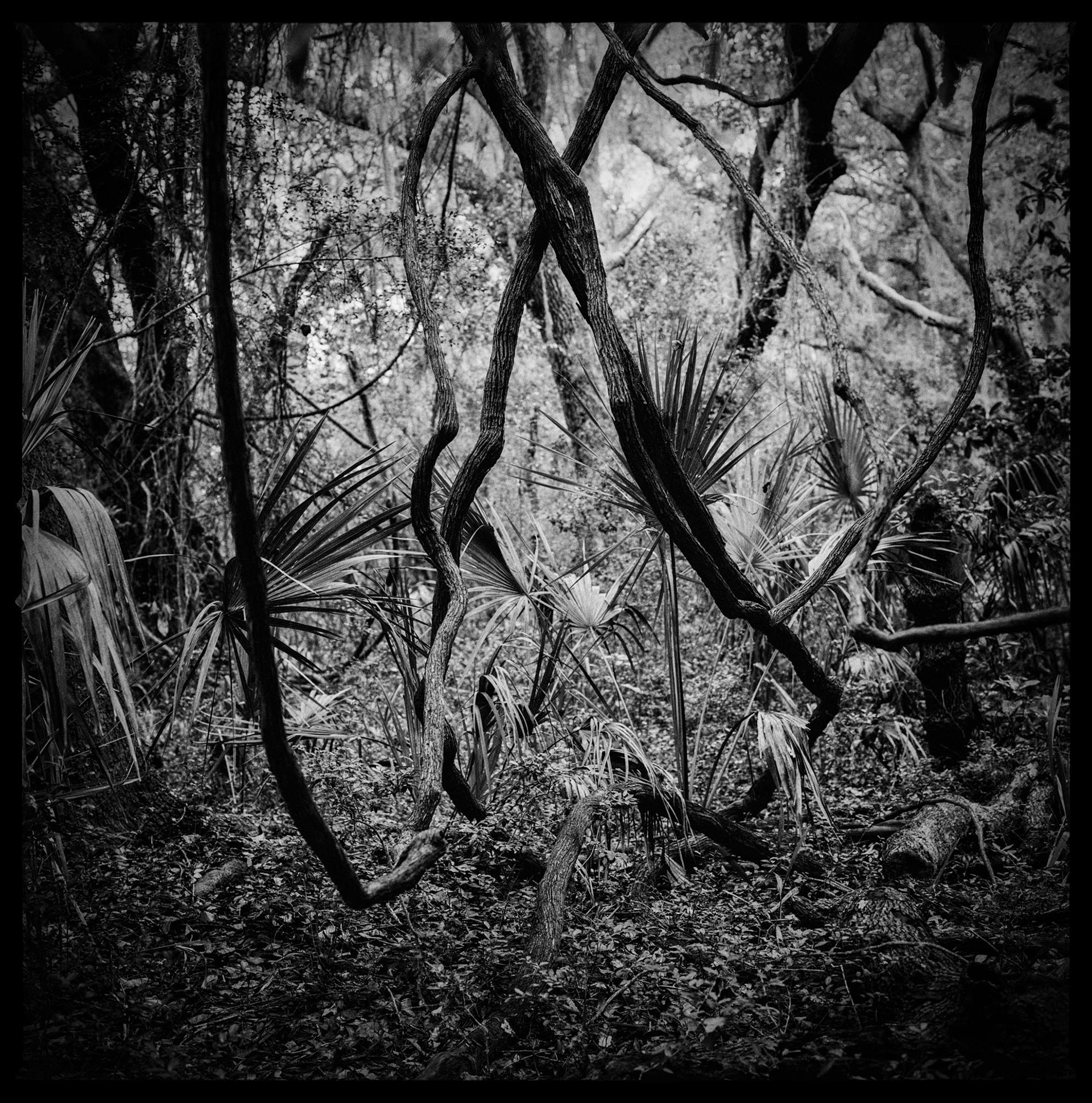 Christa Bowden, Muscadine Vines in Maritime Forest, Dungeness, 2016