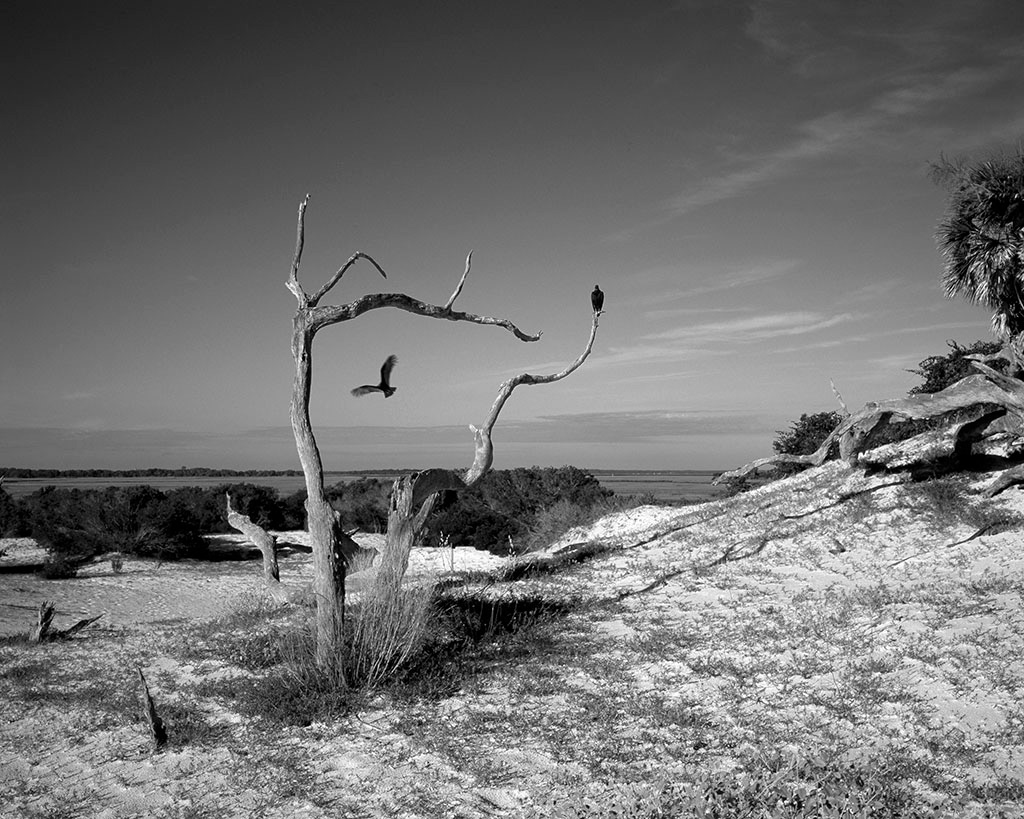 Emily J. Gómez, Vultures on a Trail to Dungeness Beach