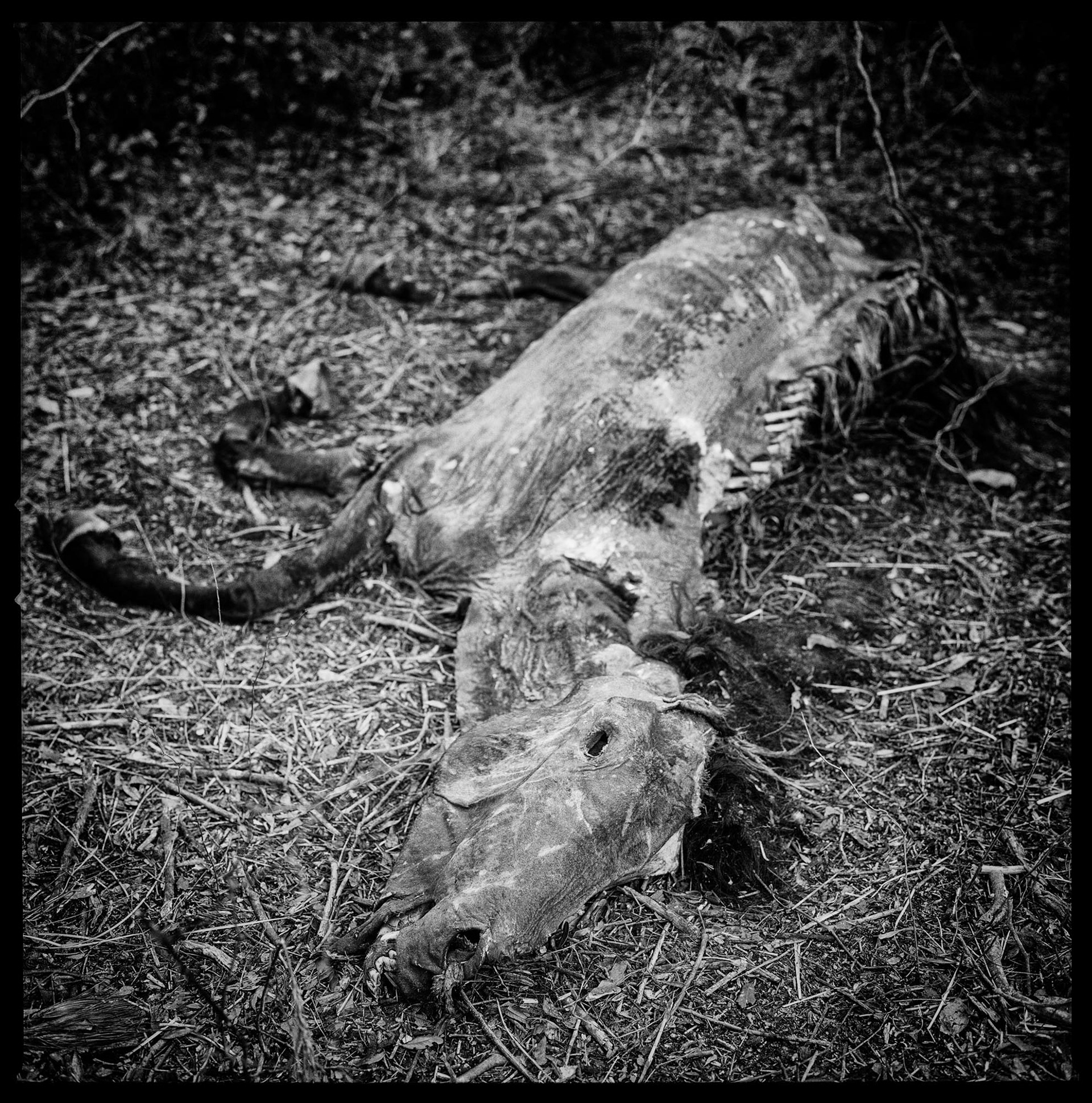 Christa Bowden, Dead Horse, Roller Coaster Trail near Lake Whitney, 2018