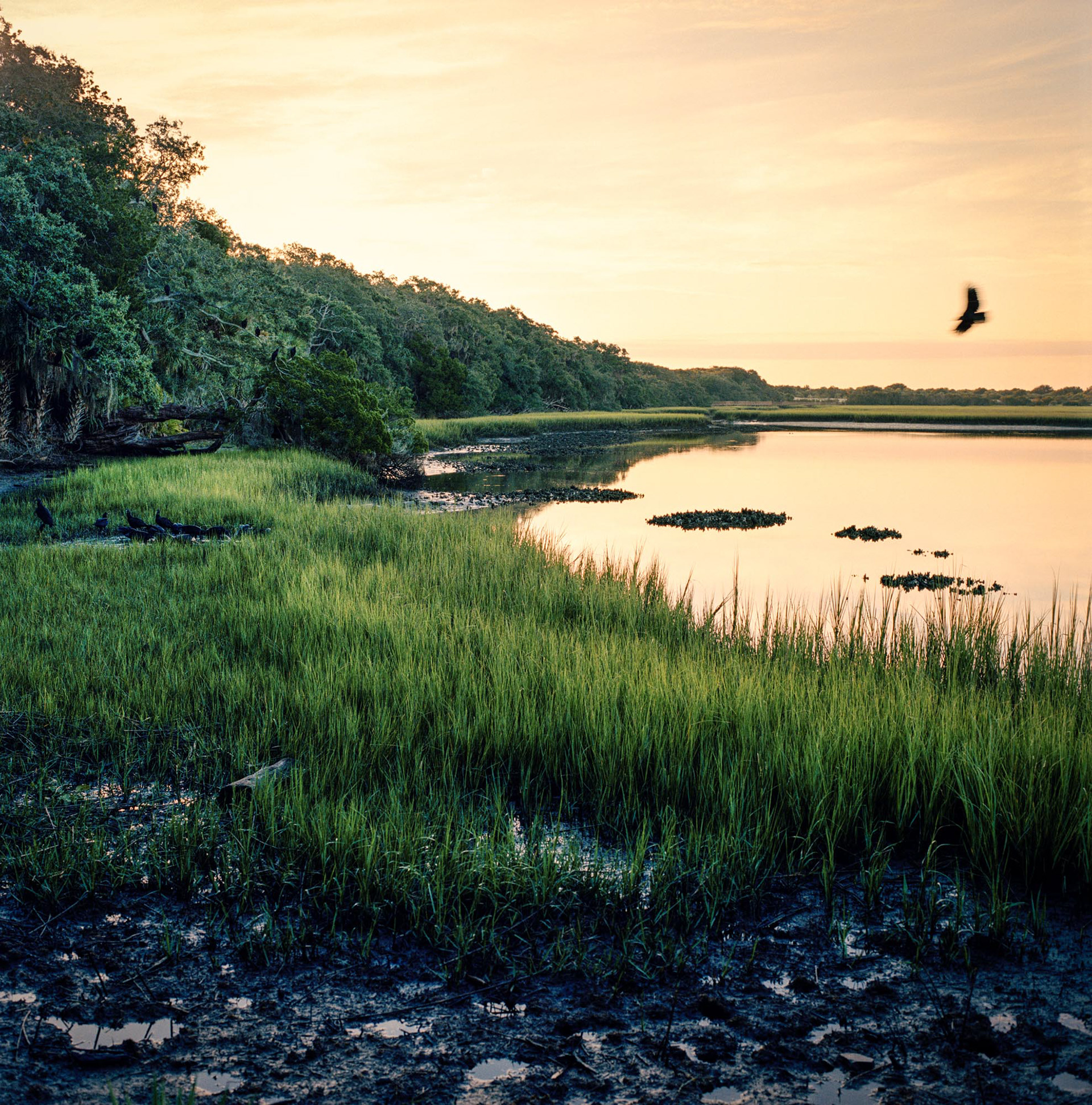 Christa Bowden, Salt Marsh and Black Vultures, Dungeness, 2017