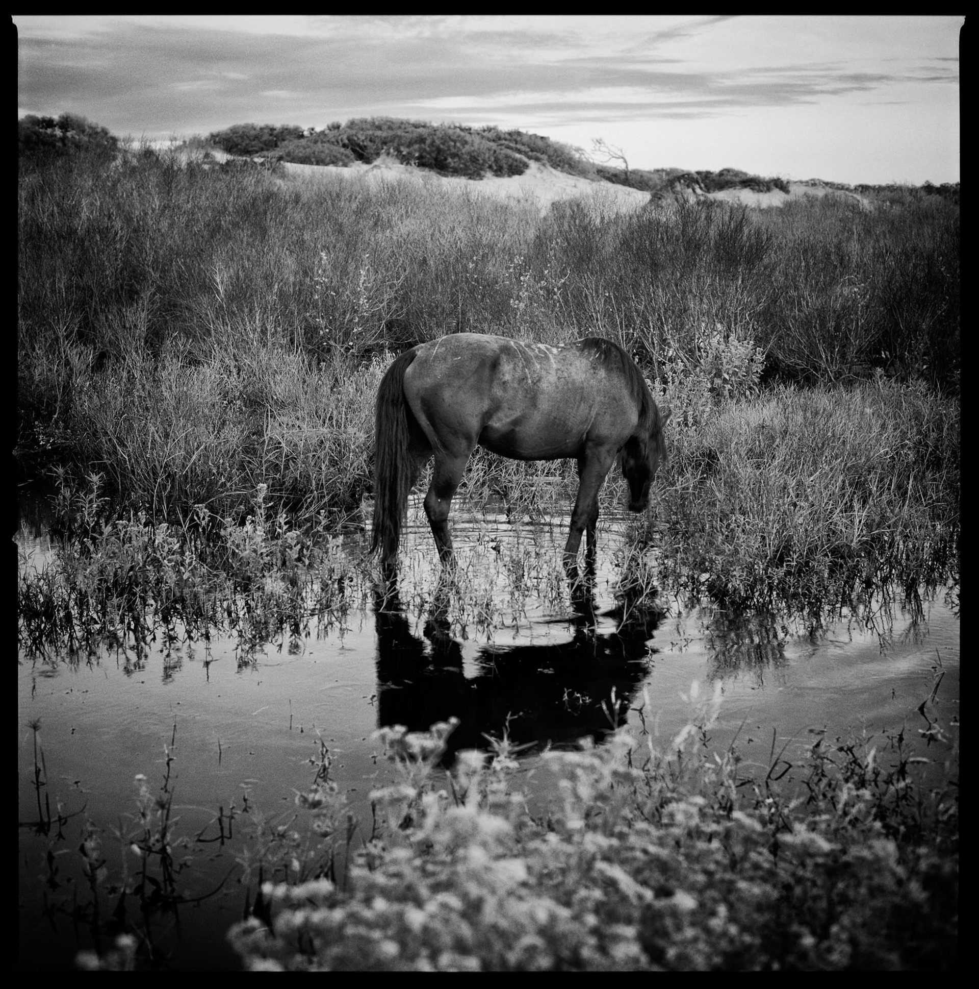 Christa Bowden, Feral Horse in Freshwater Slough, South Cut, 2018