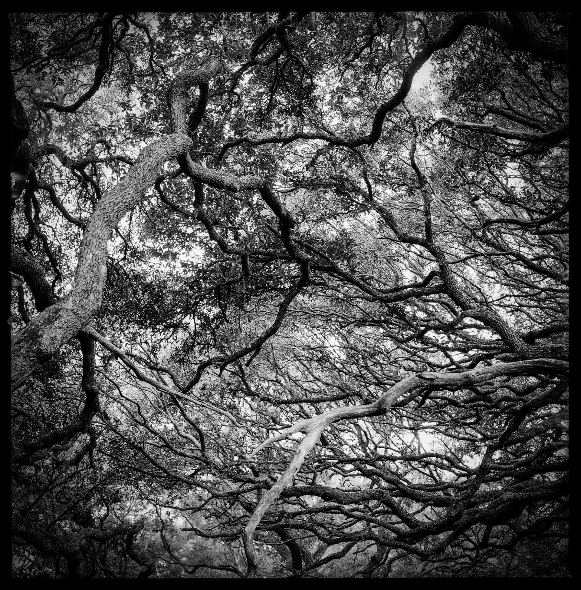 Christa Bowden, Live Oak Canopy, Maritime Forest, North End, 2016